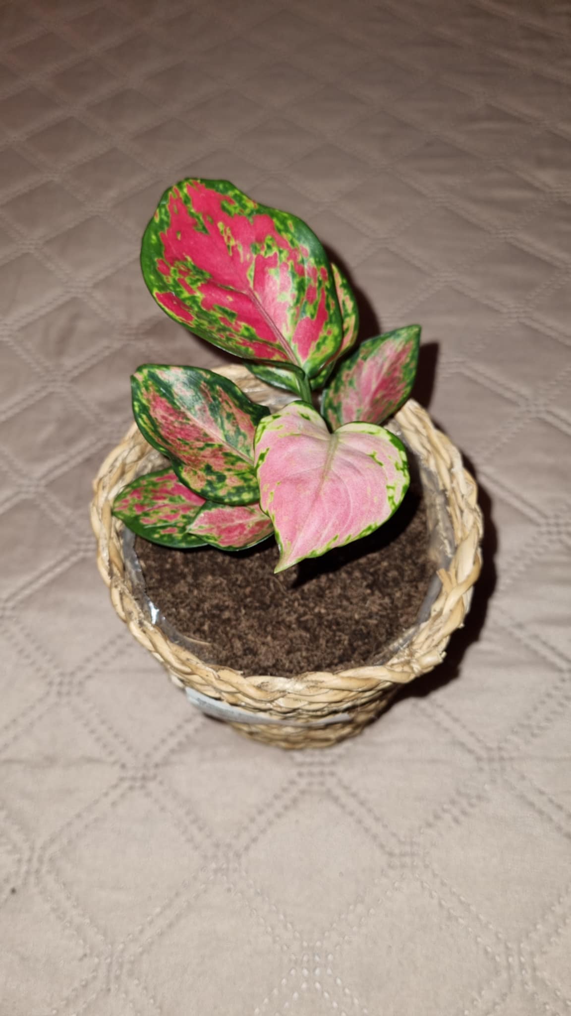 Pink Agloanema