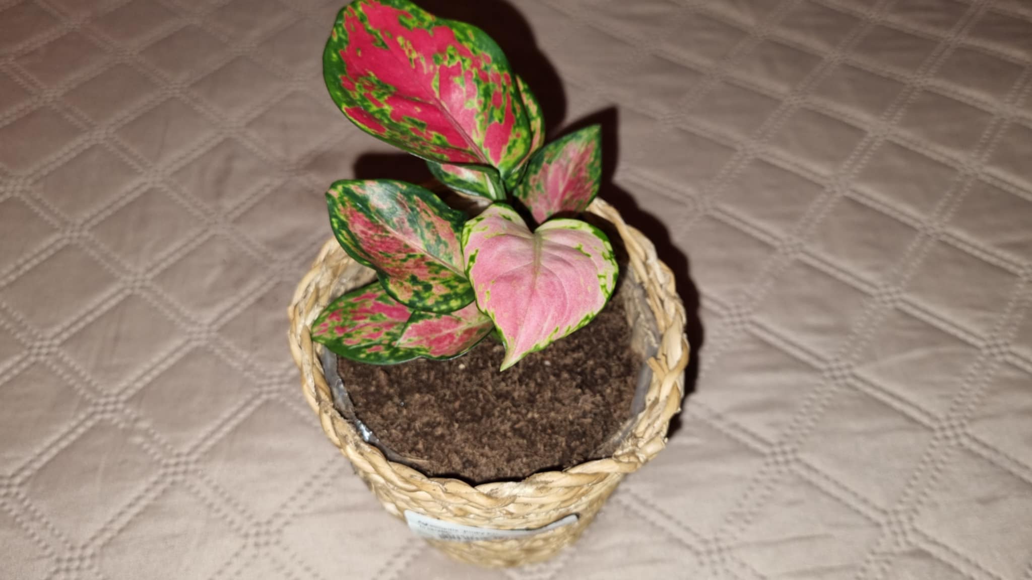 Pink Agloanema