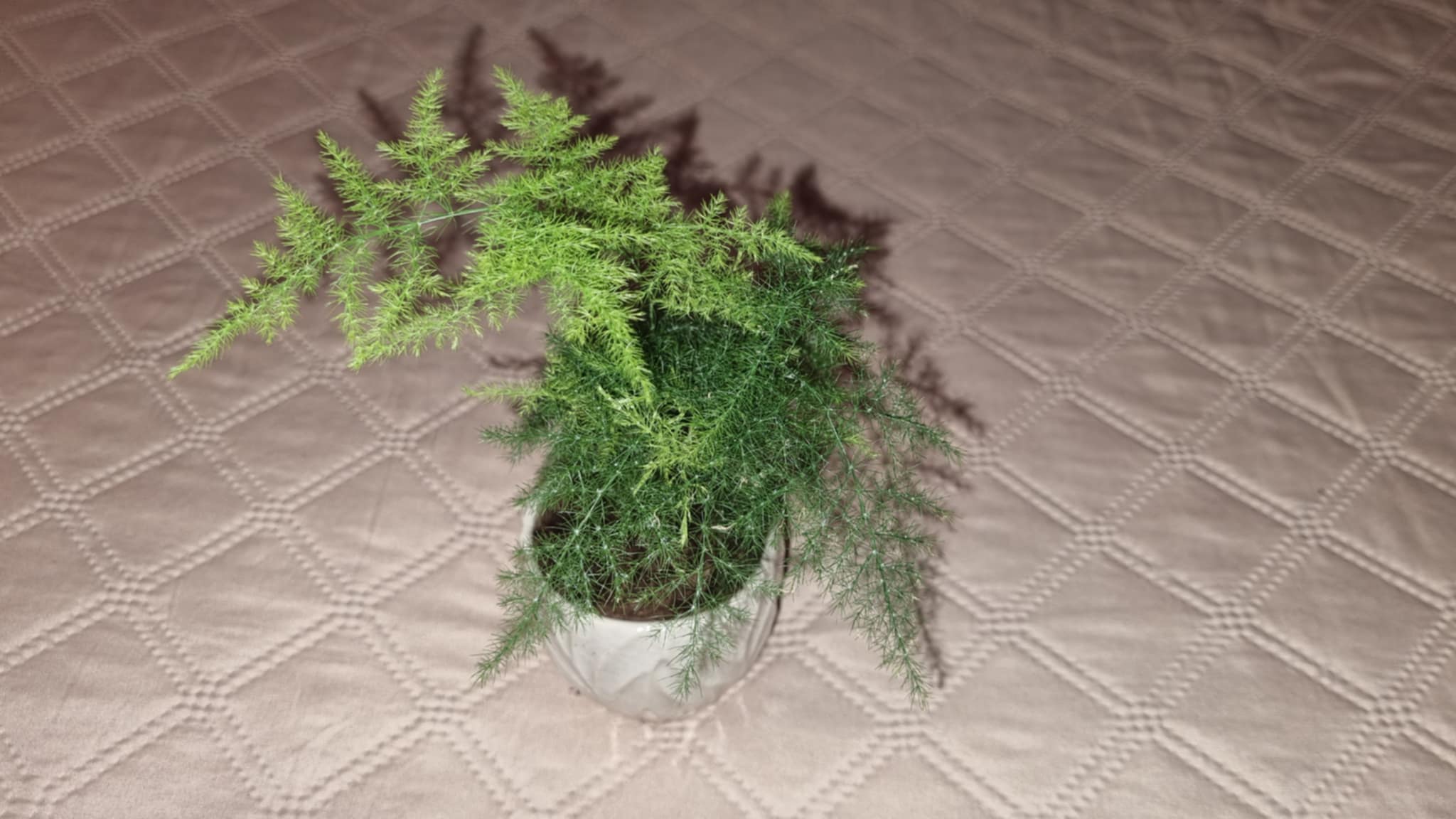 Asparagus Fern