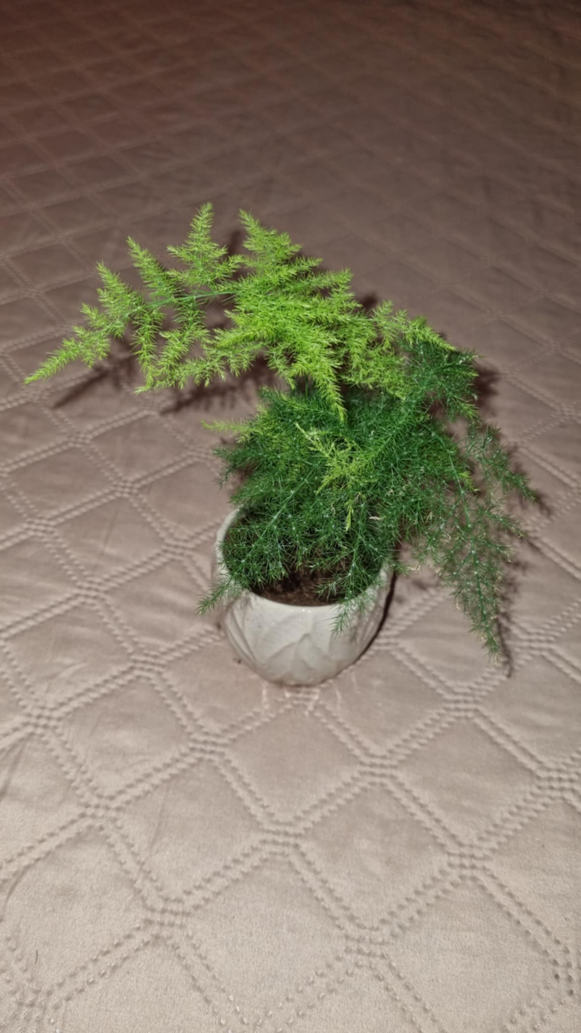 Asparagus Fern