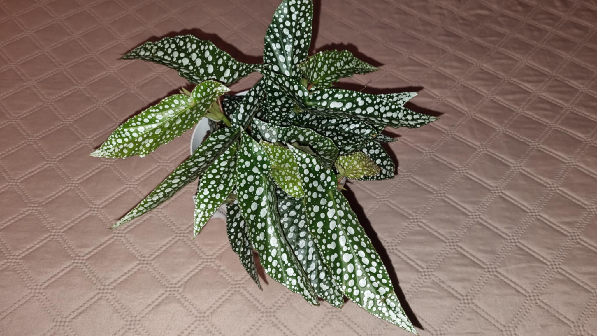 Polka Dot Begonia