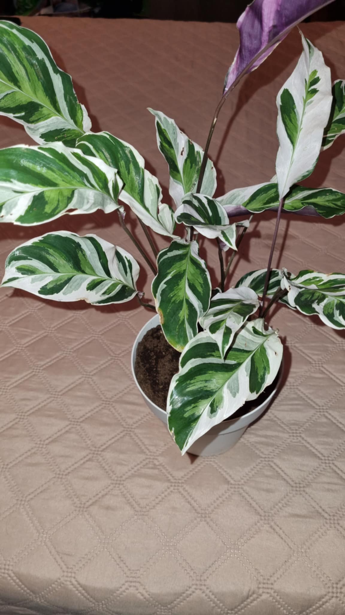 Fusion White Calathea