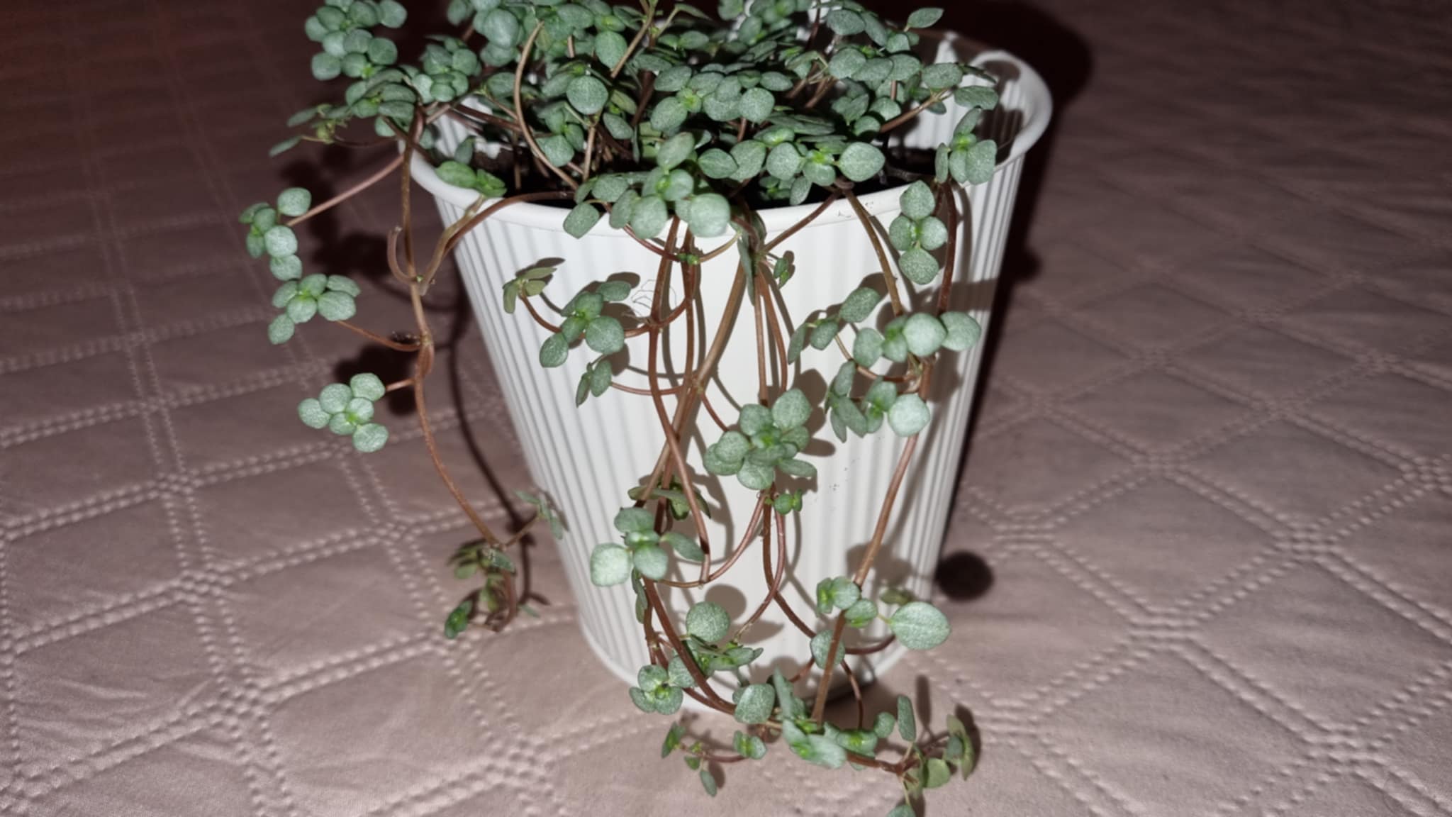 String of Hearts