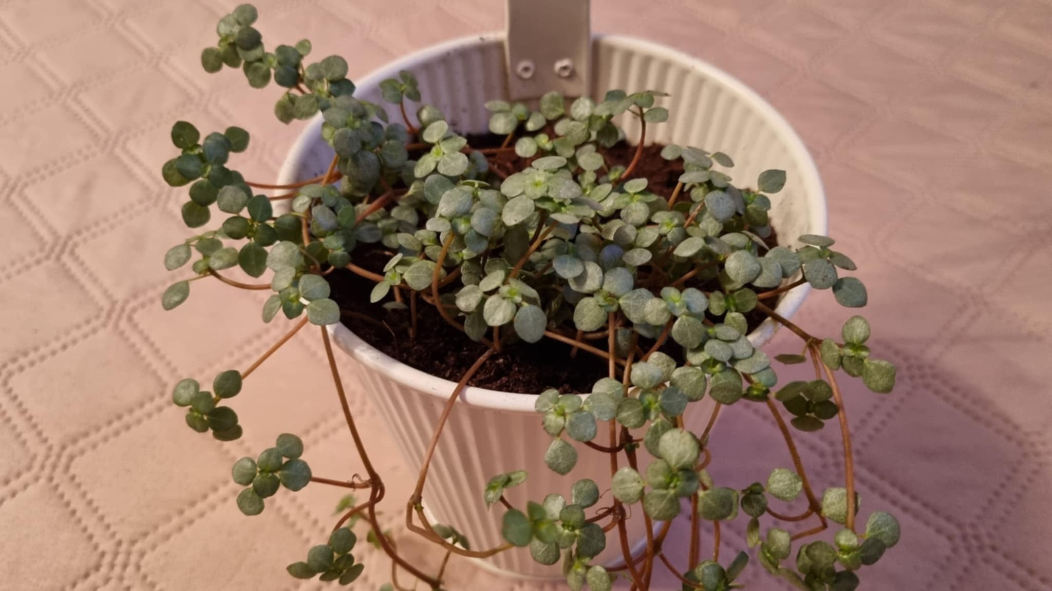String of Hearts