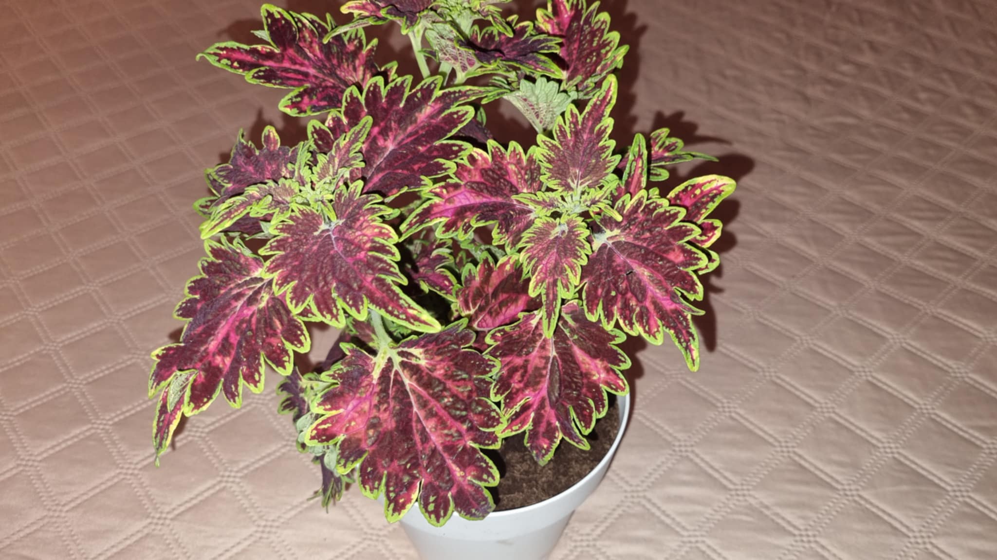 Bourbon Street Coleus
