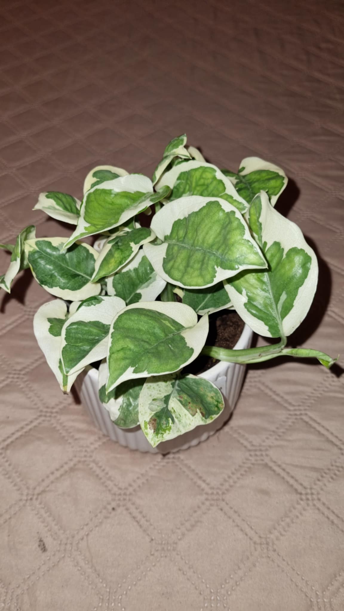 Pothos N-Joy
