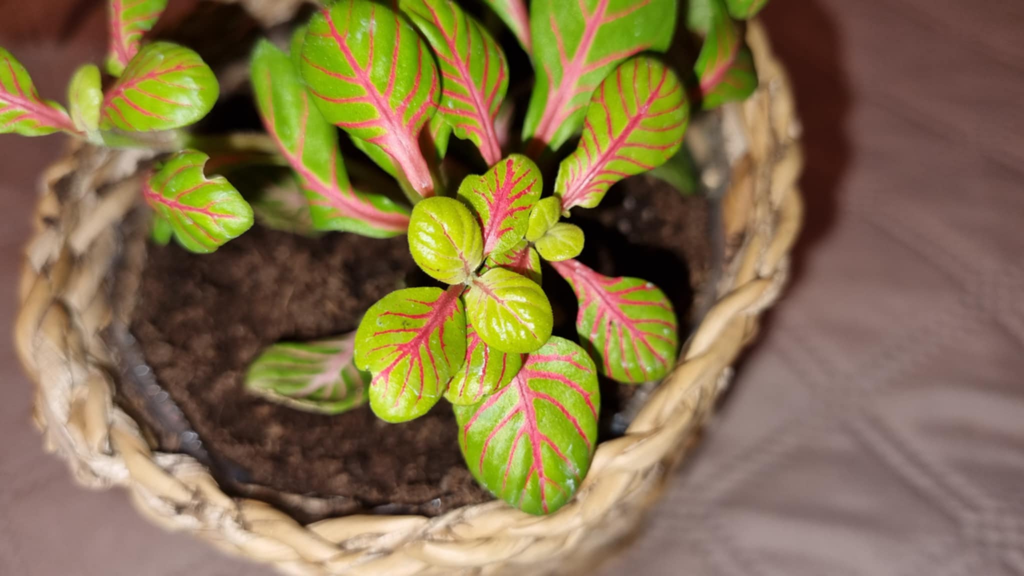 Nerve Plant