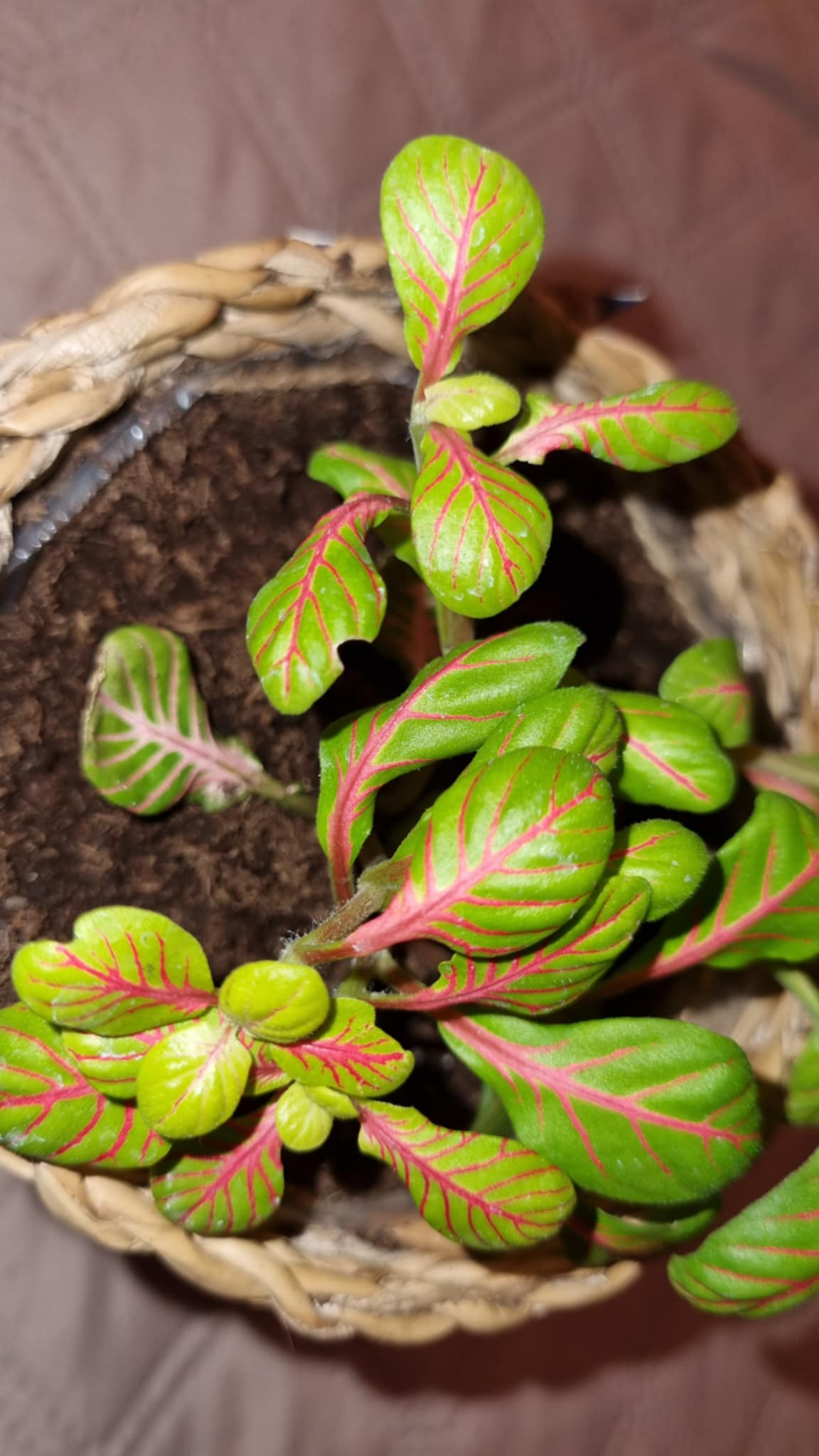 Nerve Plant