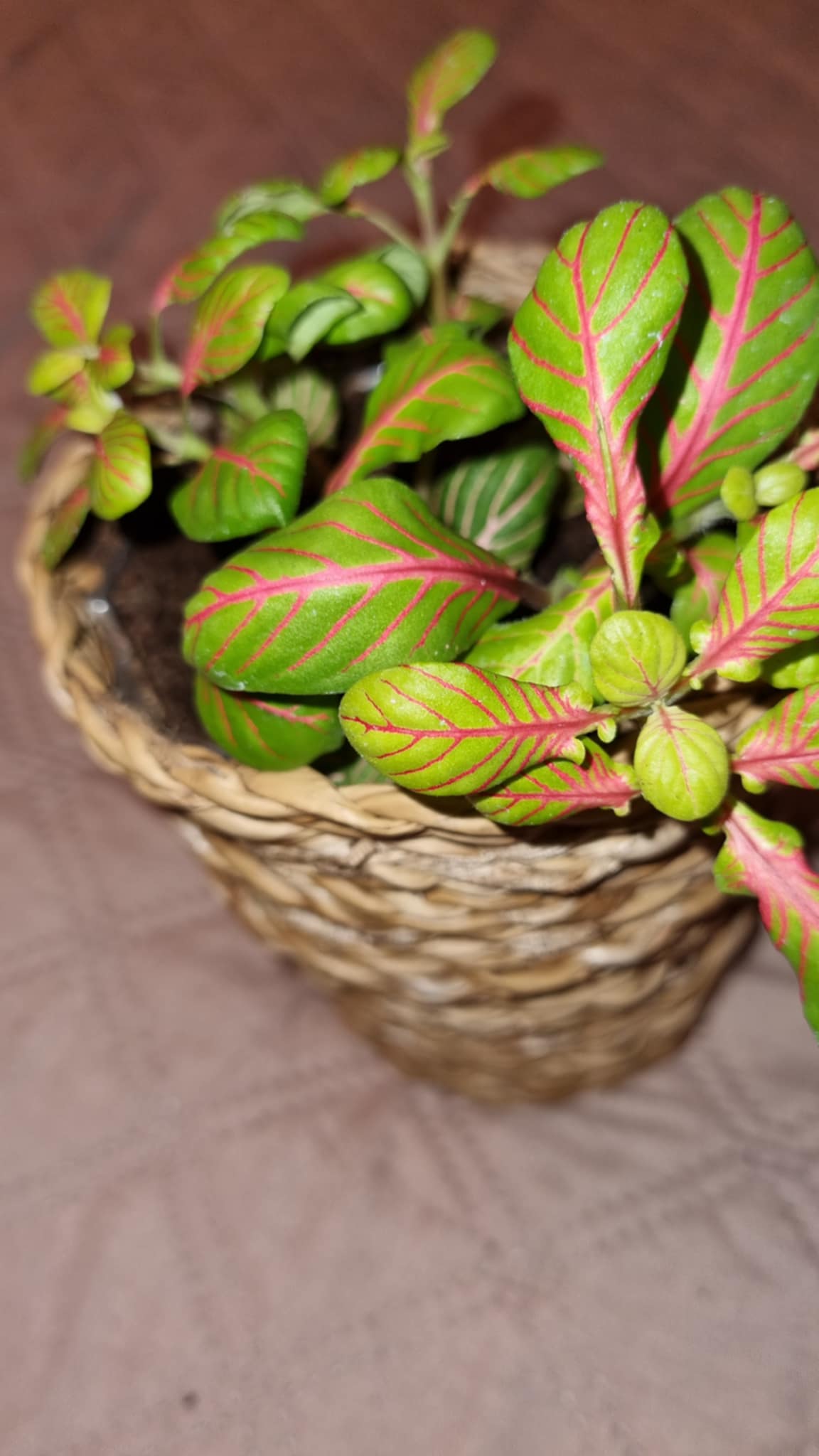 Nerve Plant