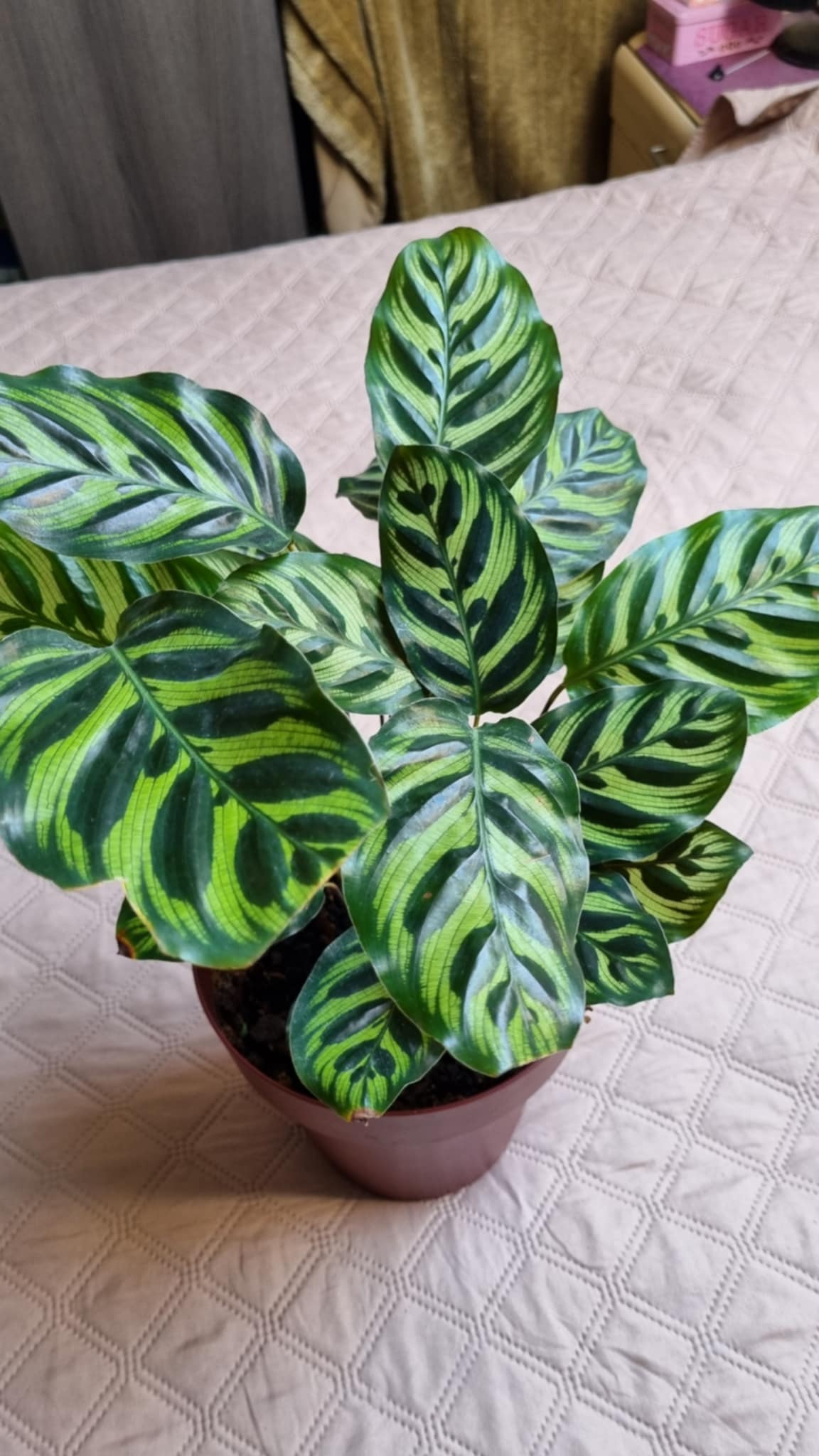 Pauwenplant