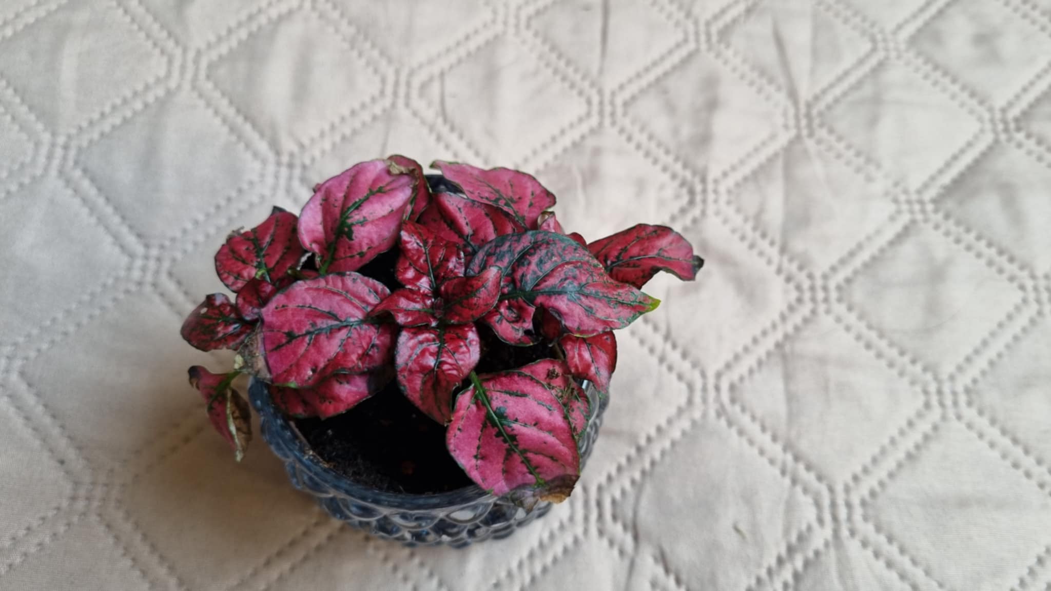 Polka Dot Plant