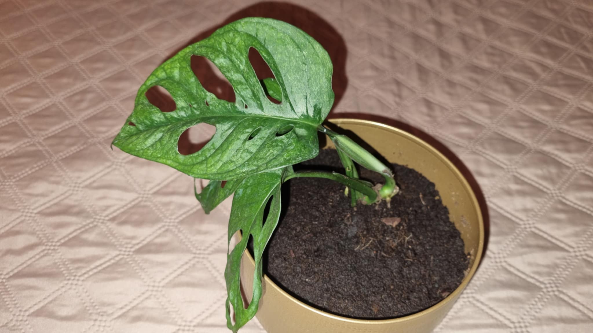 Mint Swiss Cheese Plant