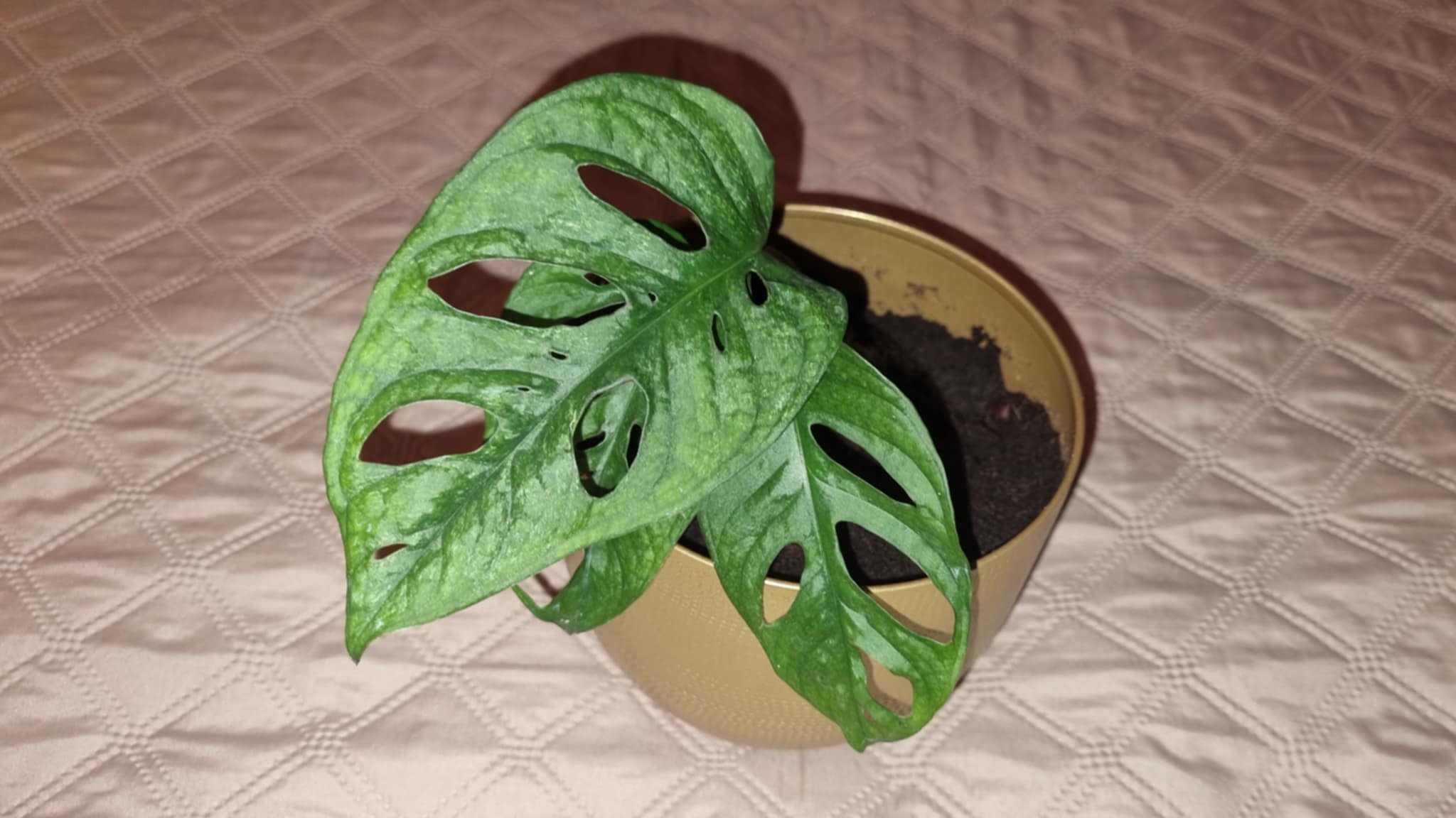 Mint Swiss Cheese Plant