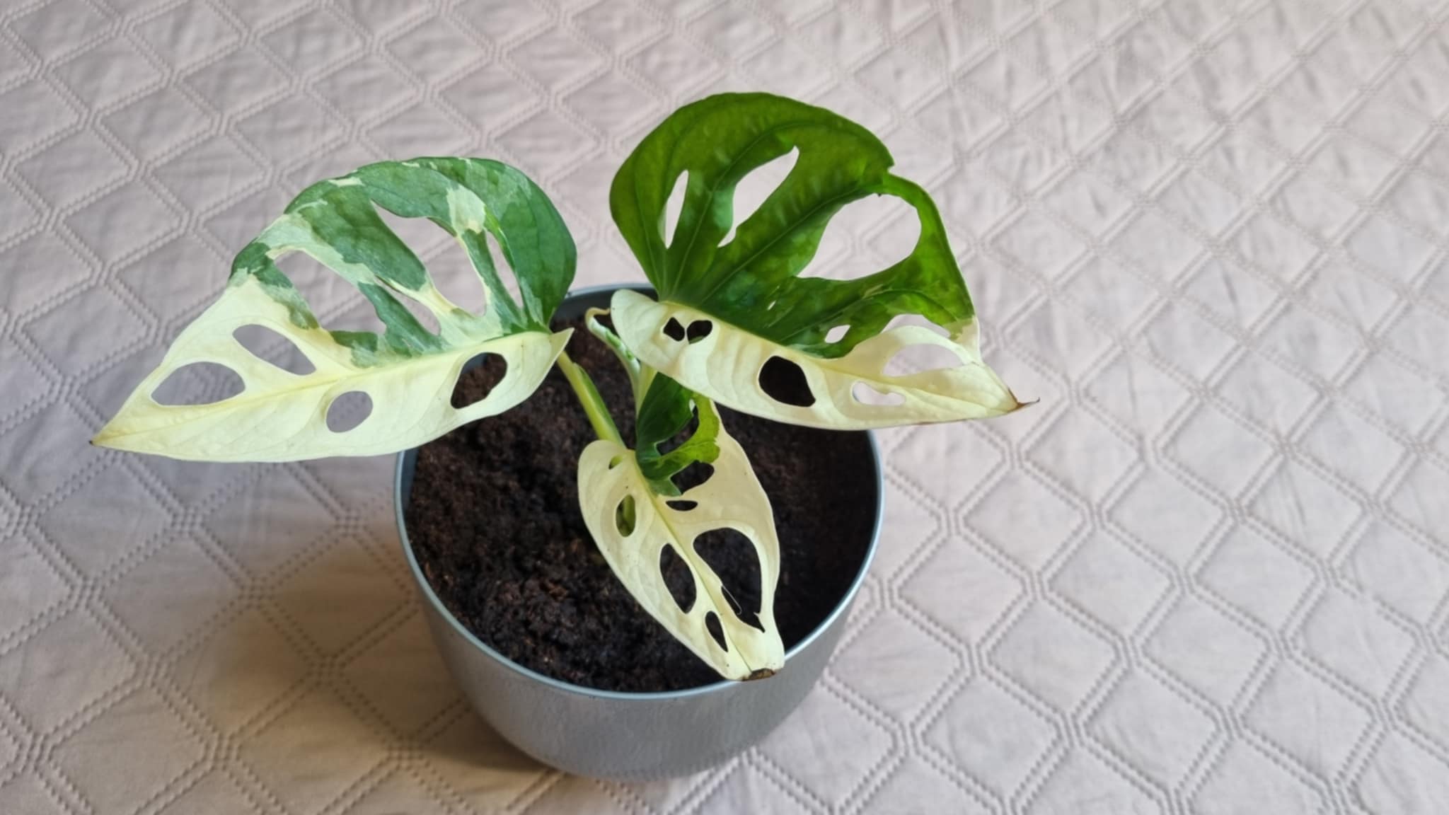 Variegated Swiss Cheese Plant