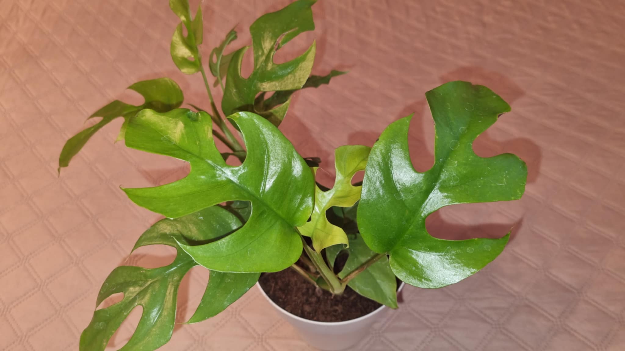 Mini Monstera