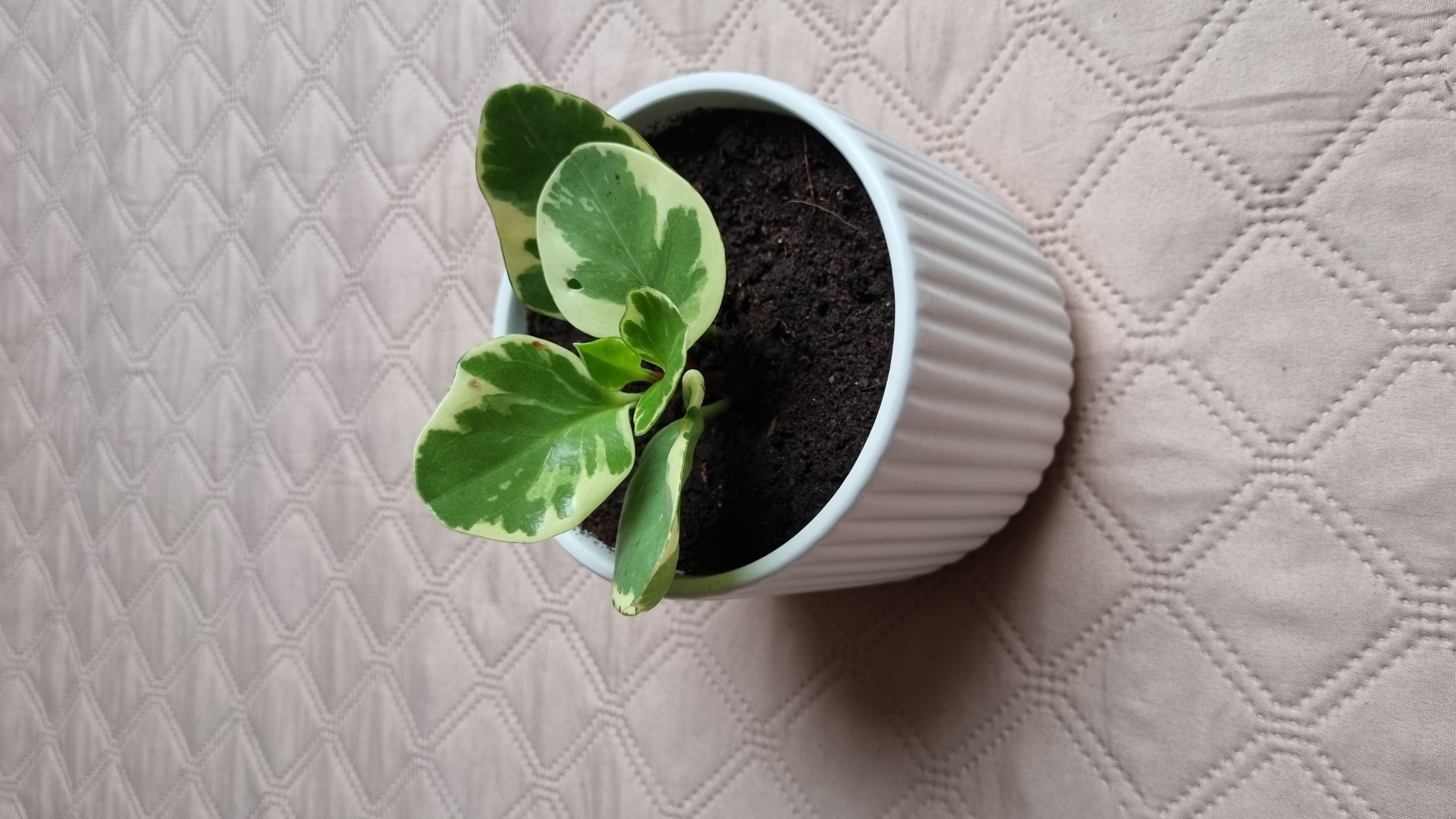 Baby Rubber Plant