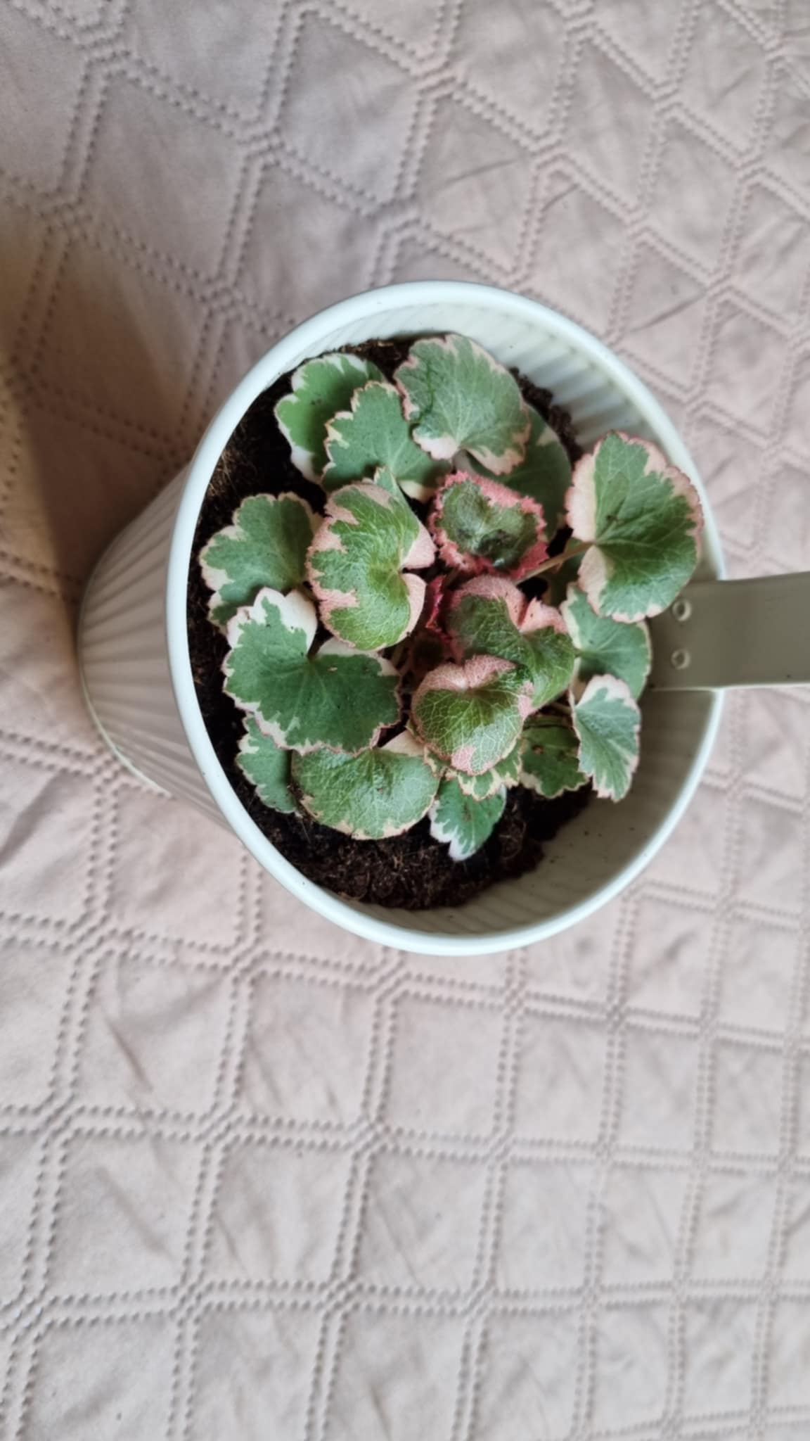 Strawberry Begonia
