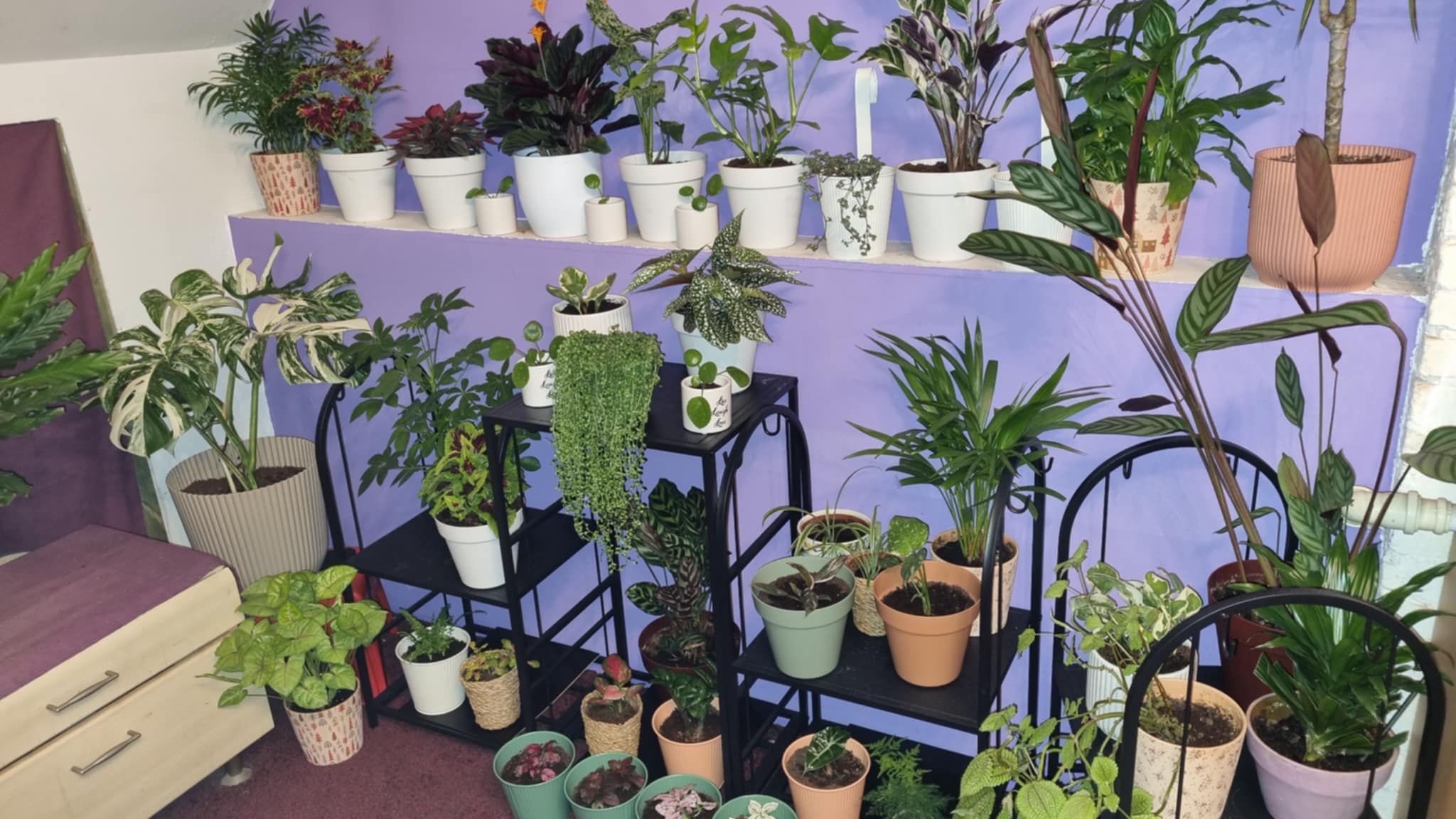 Plants Background