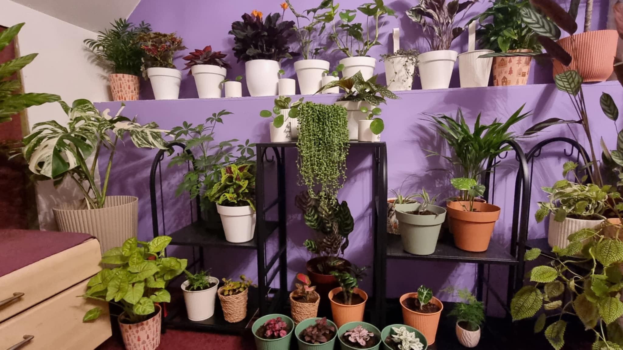 Plants Background