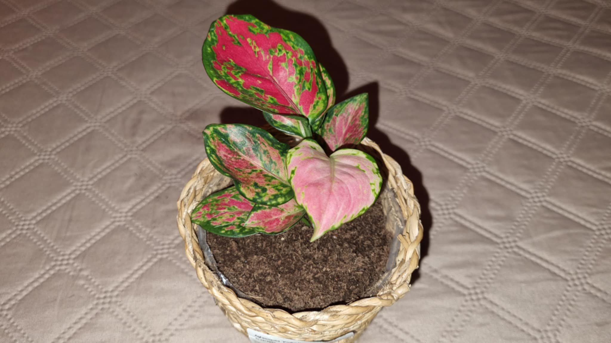 Pink Aglaonema or Chinese Evergreen