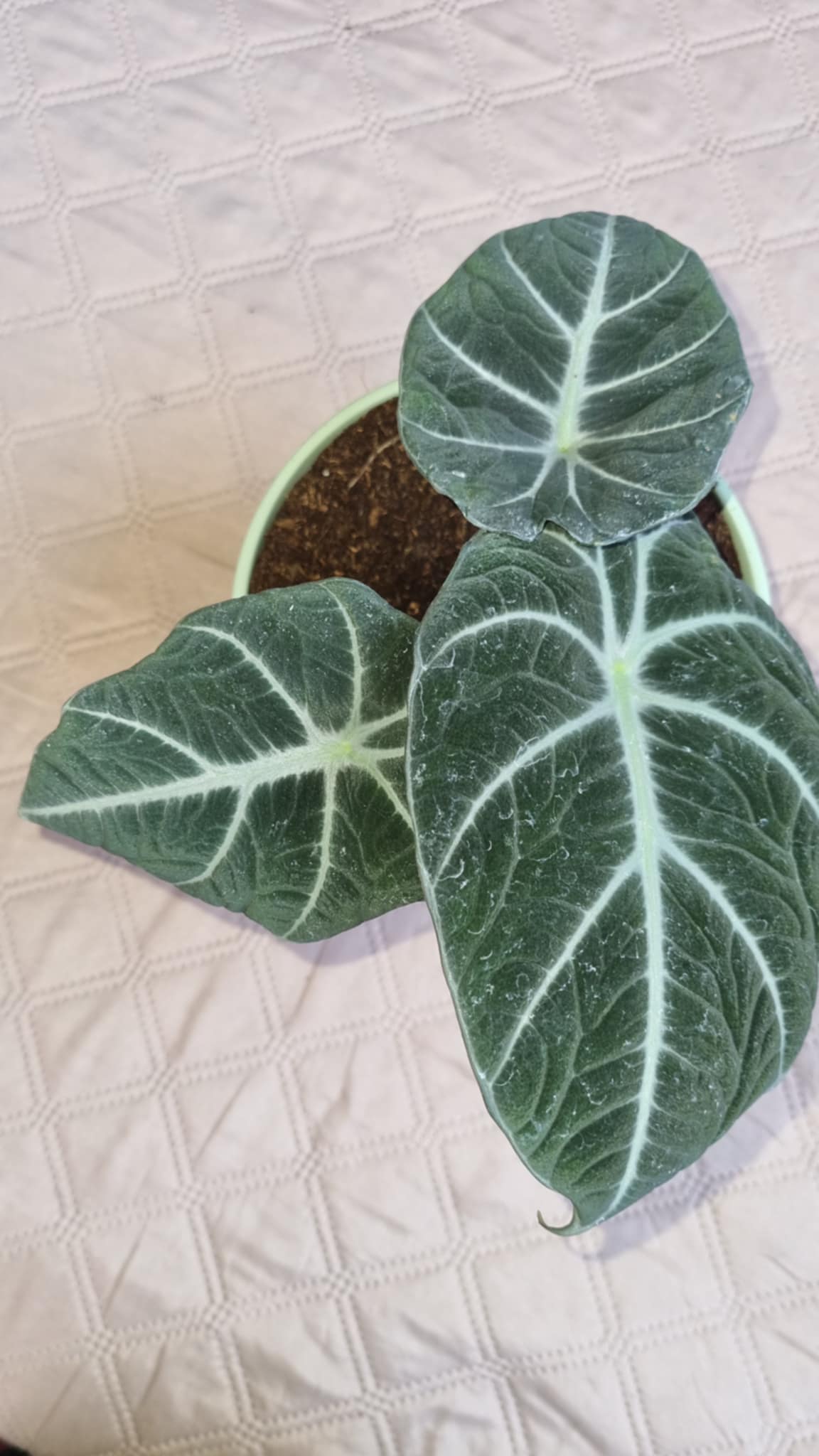 Alocasia reginula