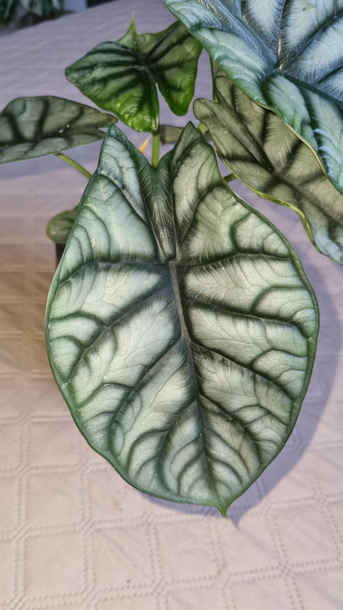 Alocasia Nebula Silver