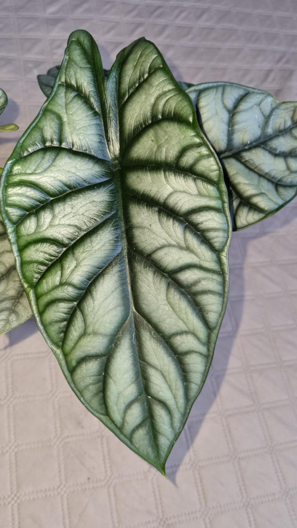 Alocasia Nebula Silver