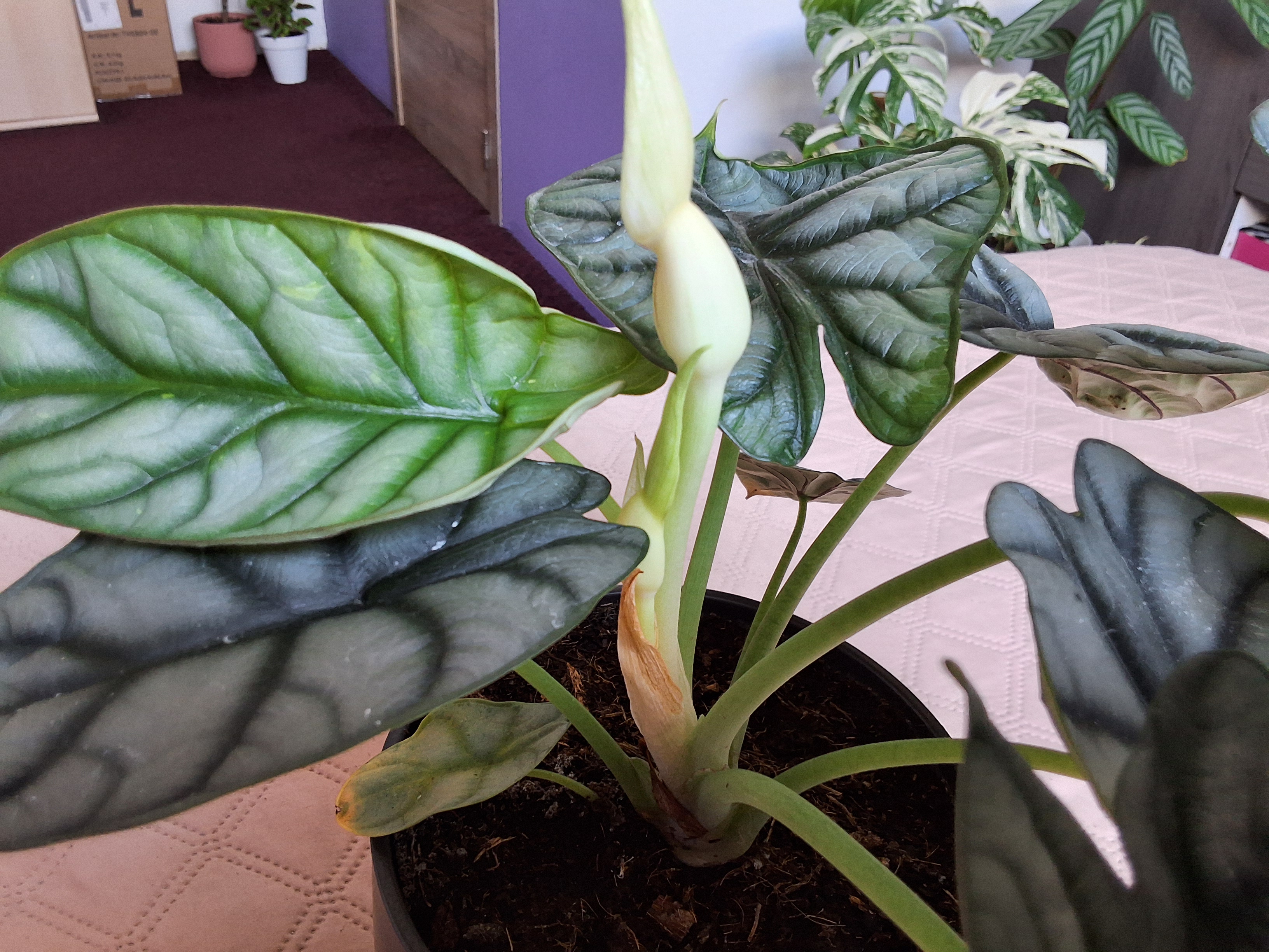 Alocasia Nebula Silver