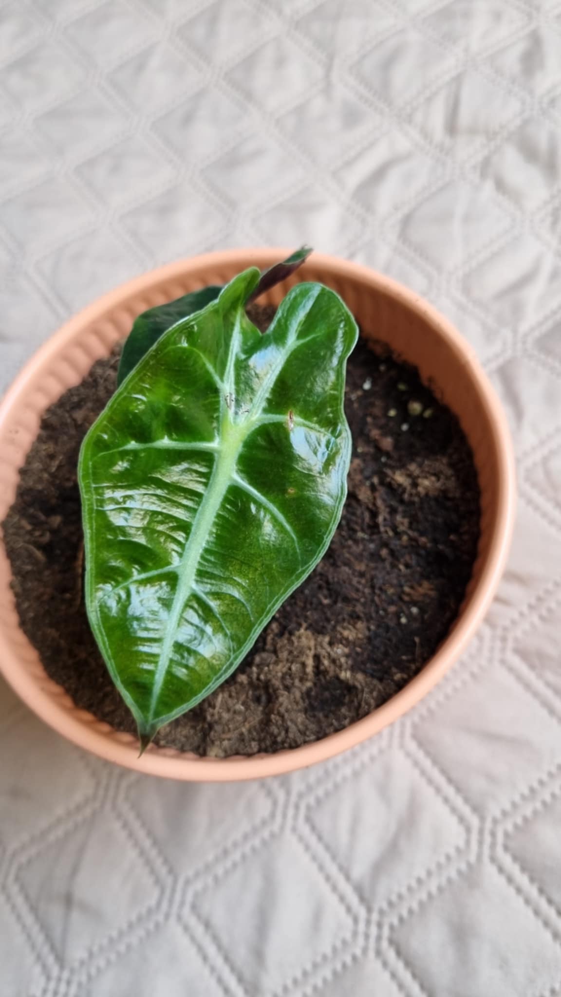 Elephant Ear