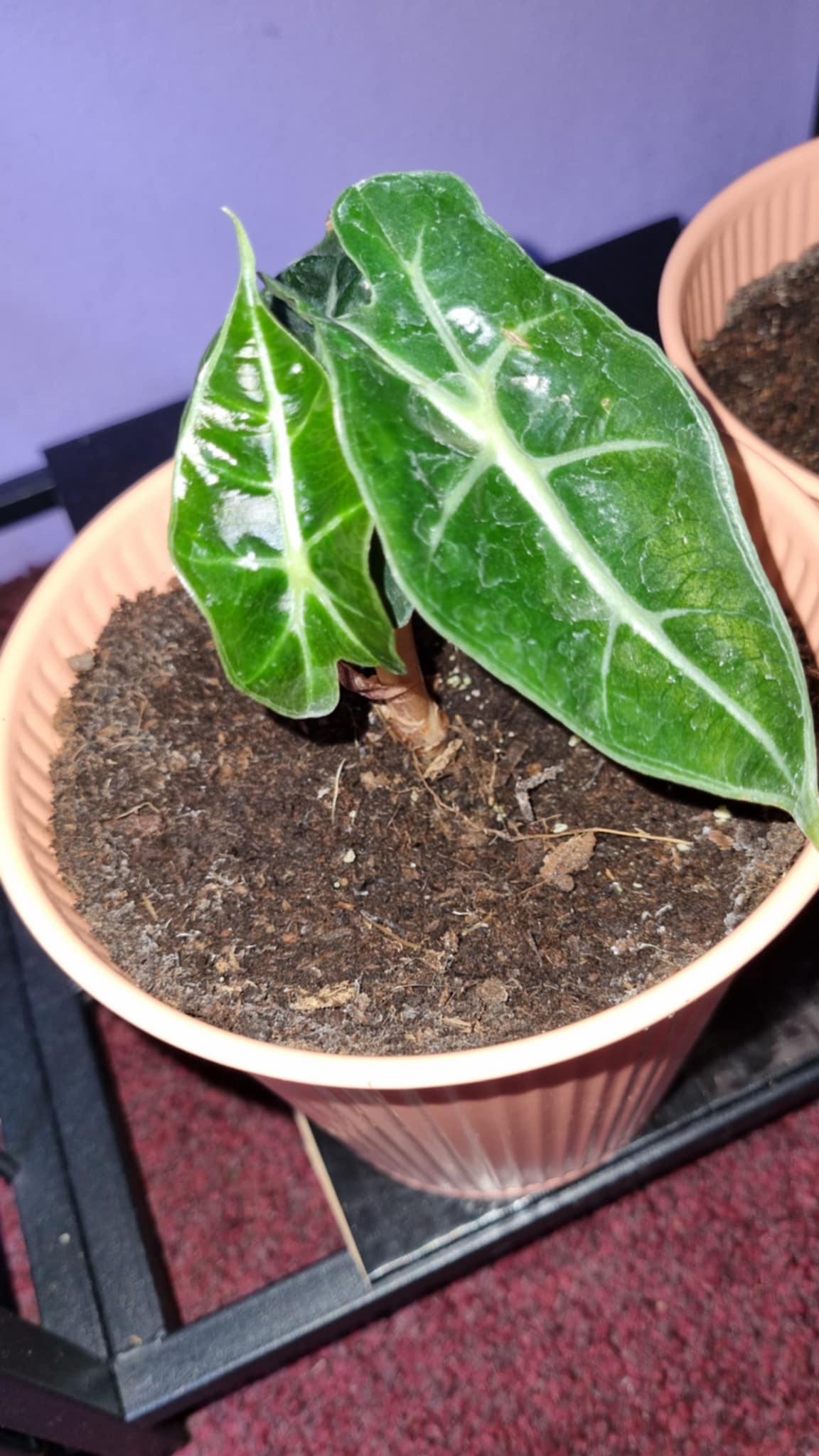 Elephant Ear
