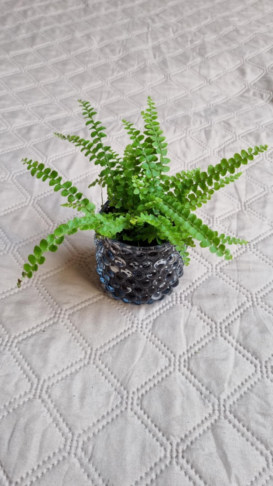 Green Spleenwort