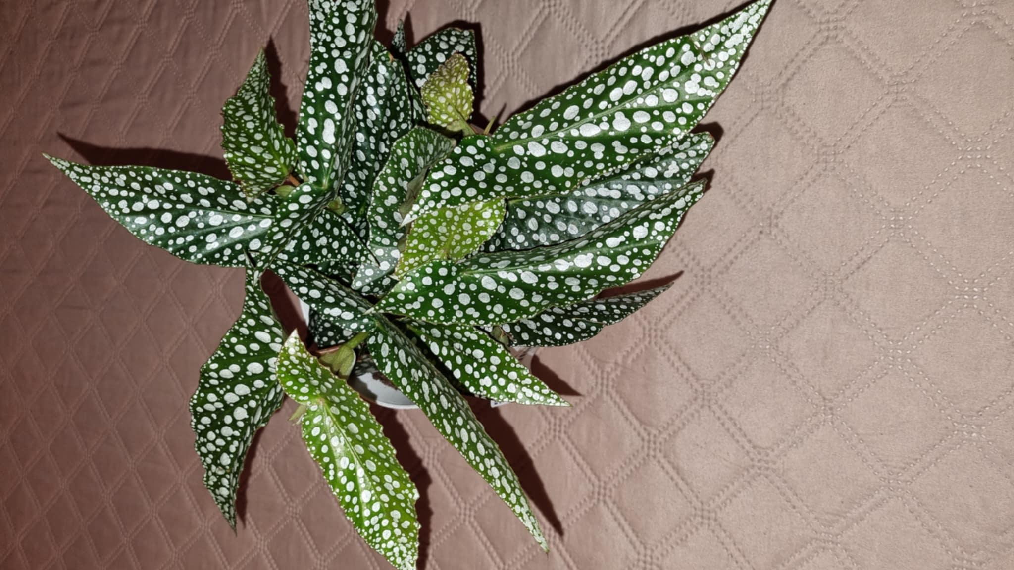 Polka Dot Begonia