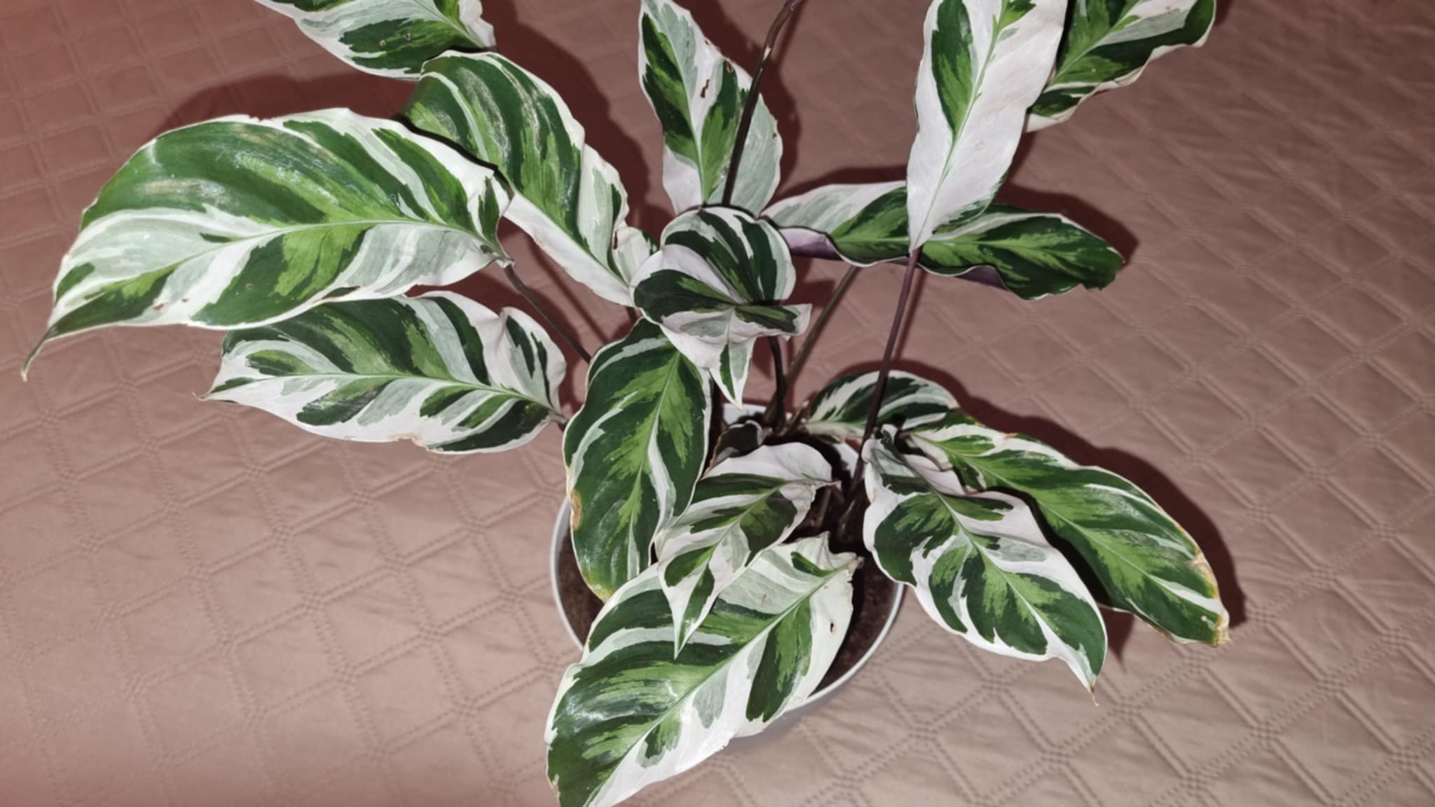 Calathea Fusion White