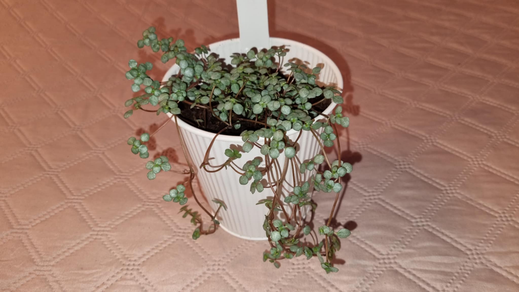 String of Hearts