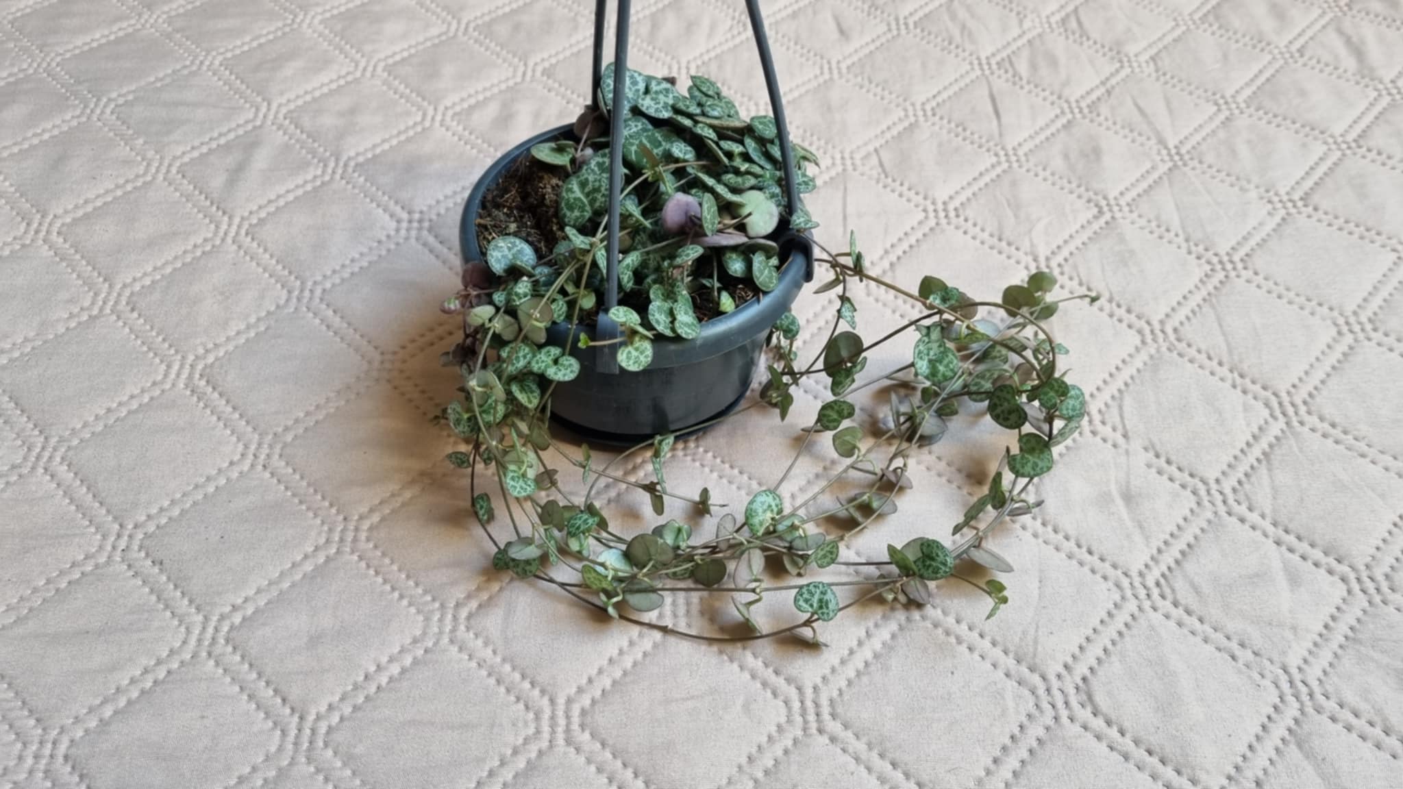 String of Hearts