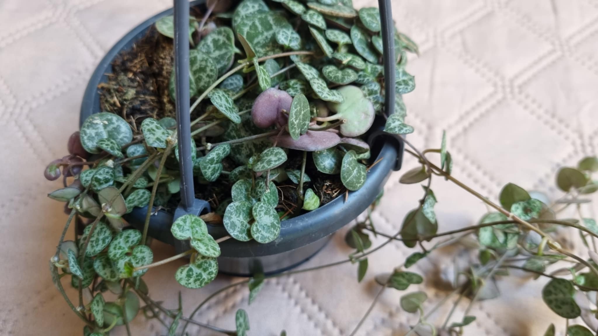 String of Hearts