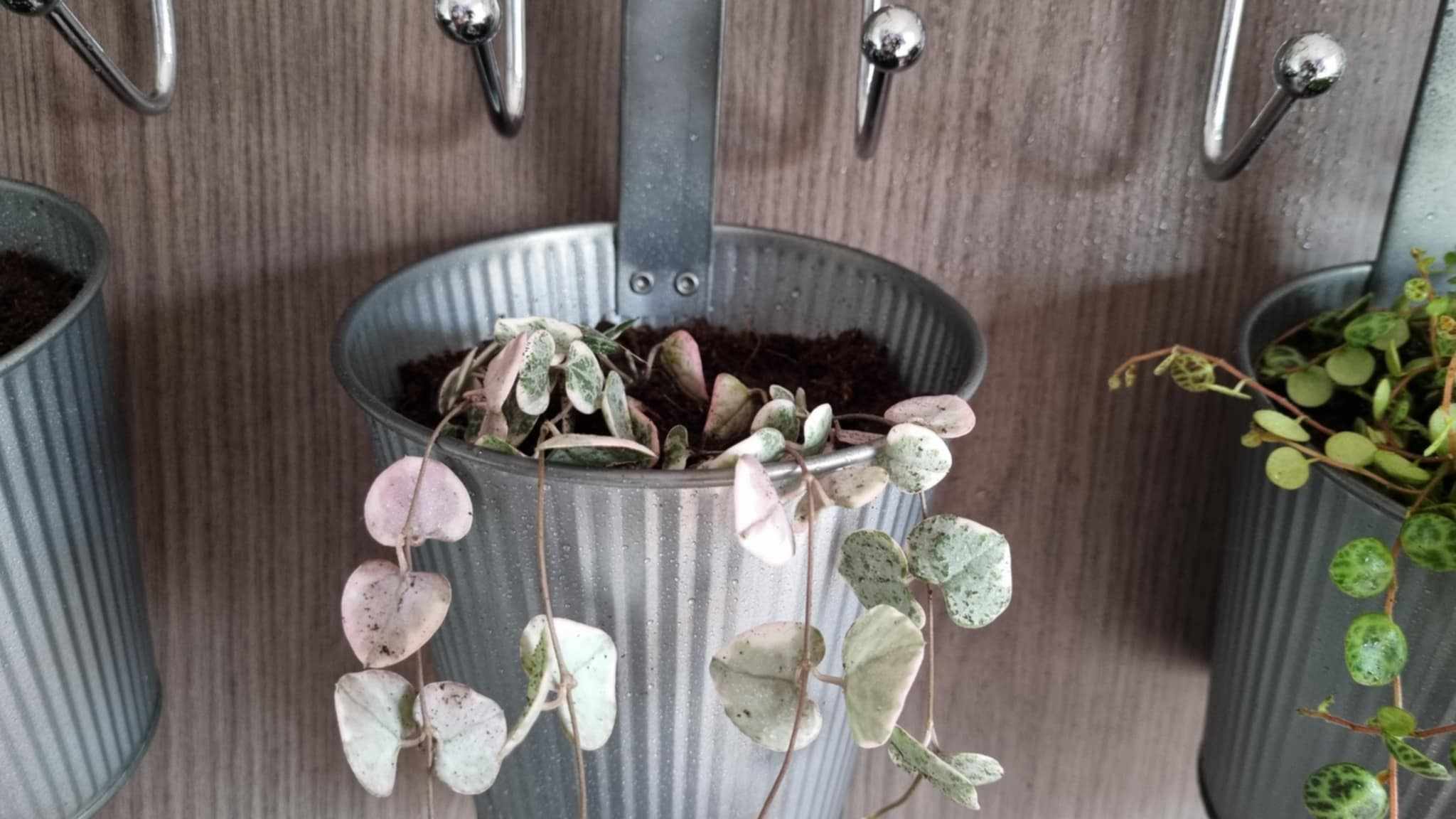 String of Hearts Variegata or Chain of Hearts Variegata