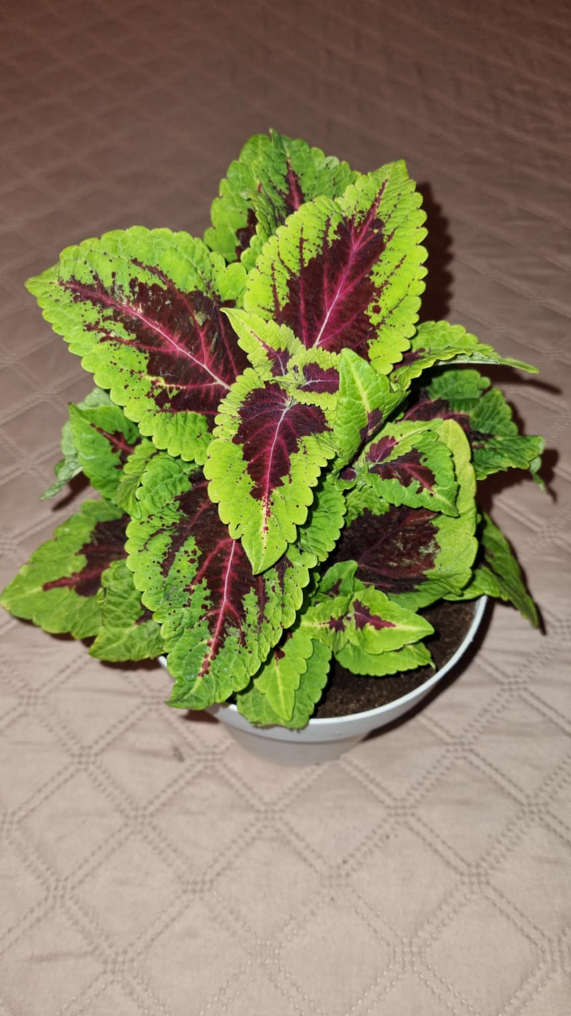 Coleus Alligator alley