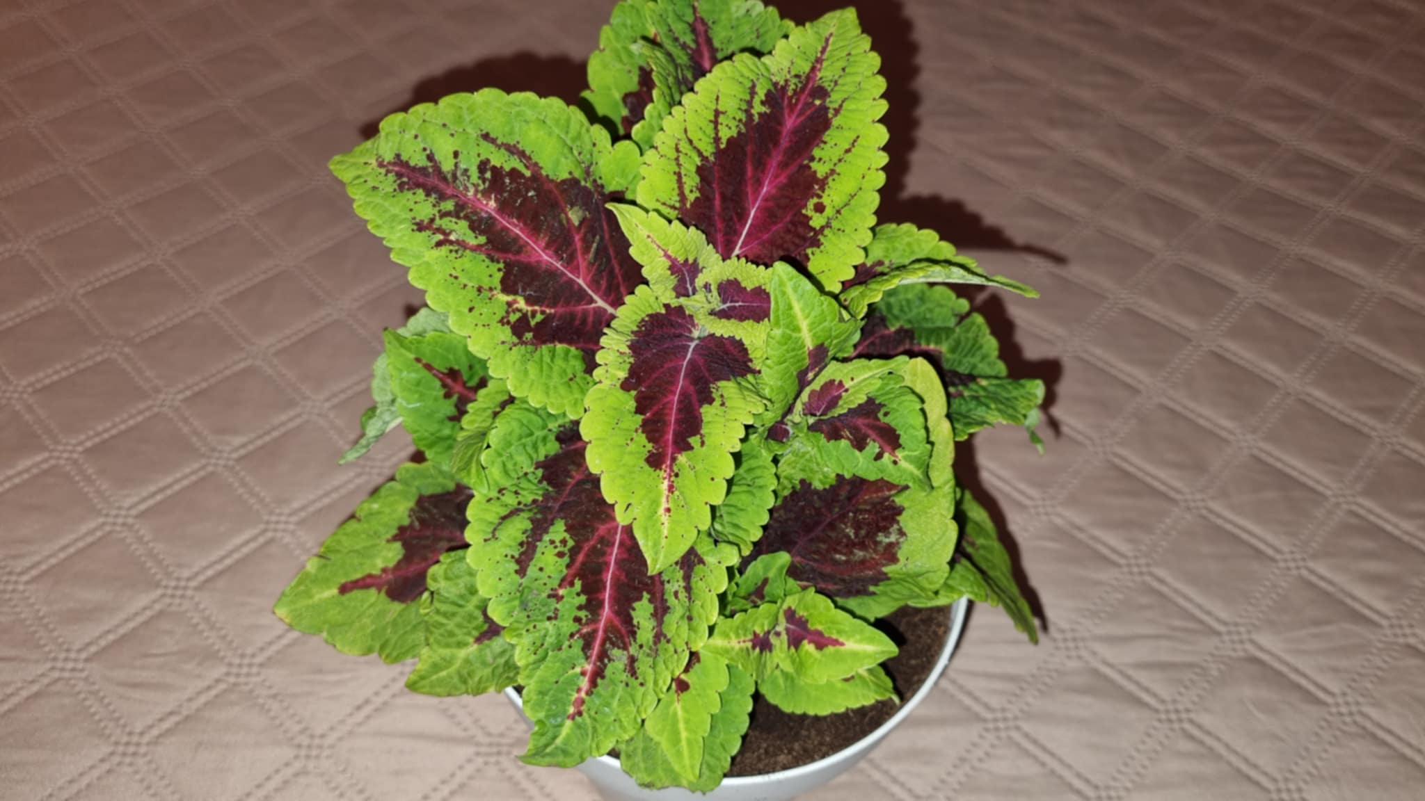Coleus Alligator alley