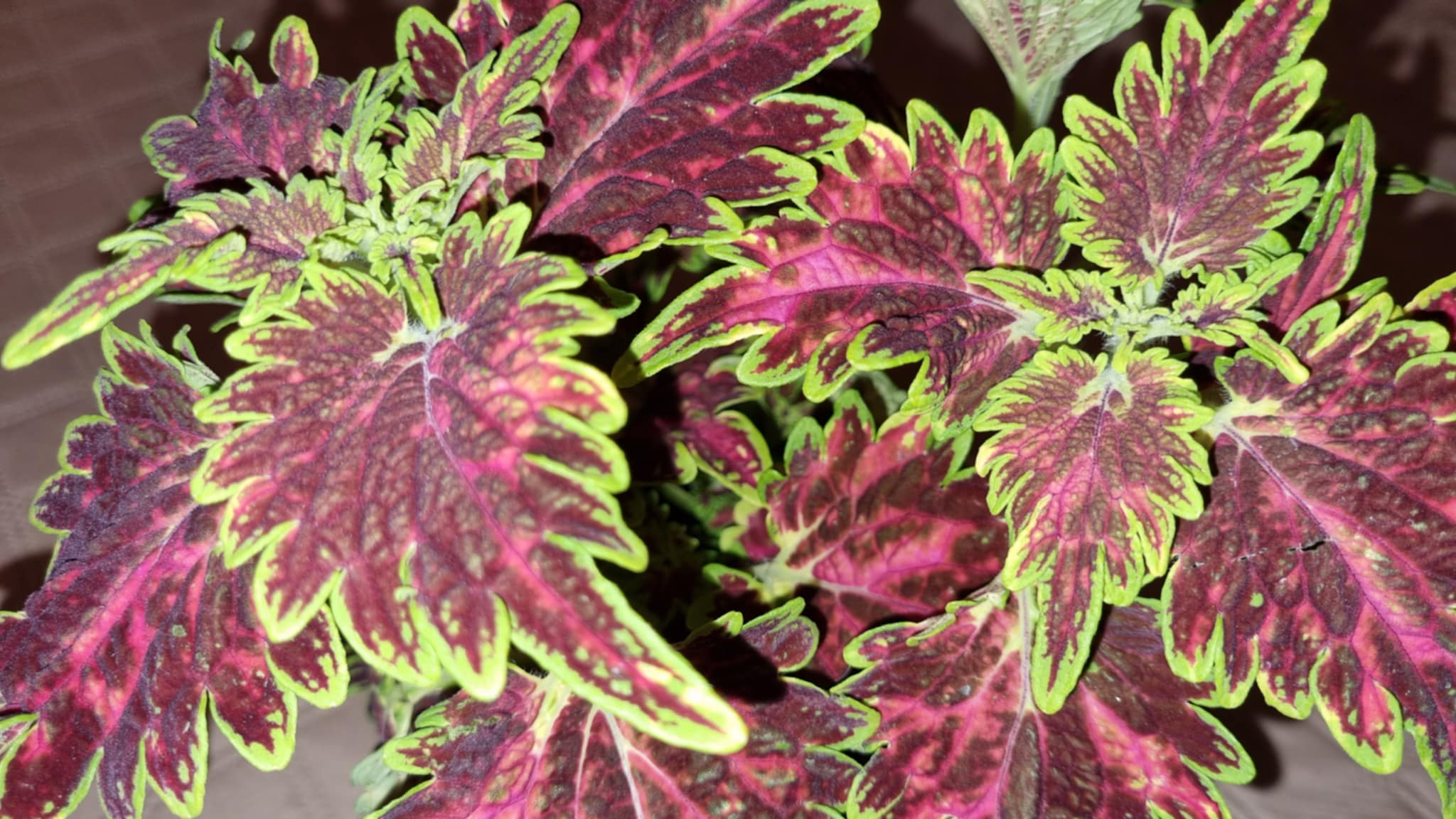 Coleus Bourbon street