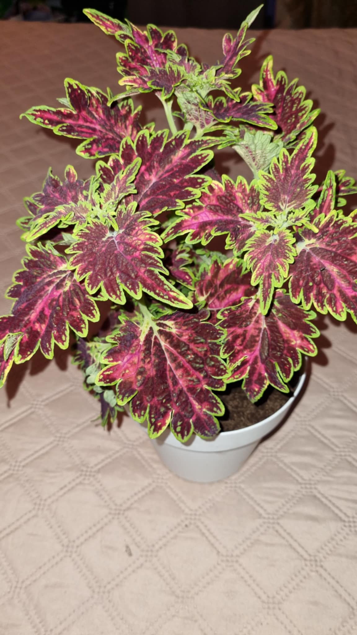 Coleus Bourbon street