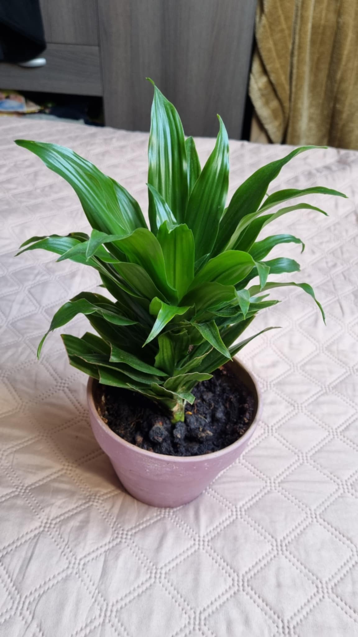 Corn Plant