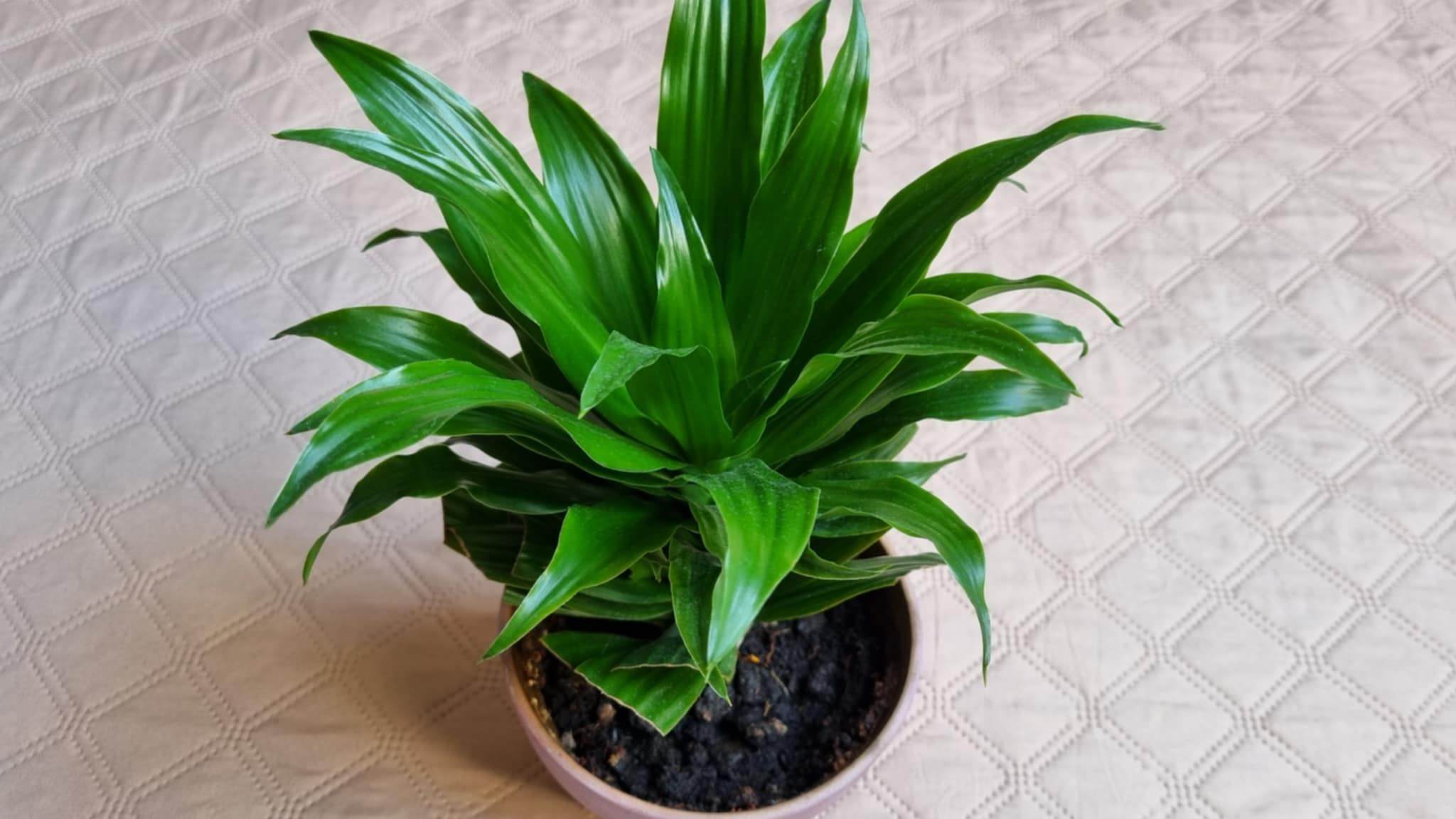 Corn Plant