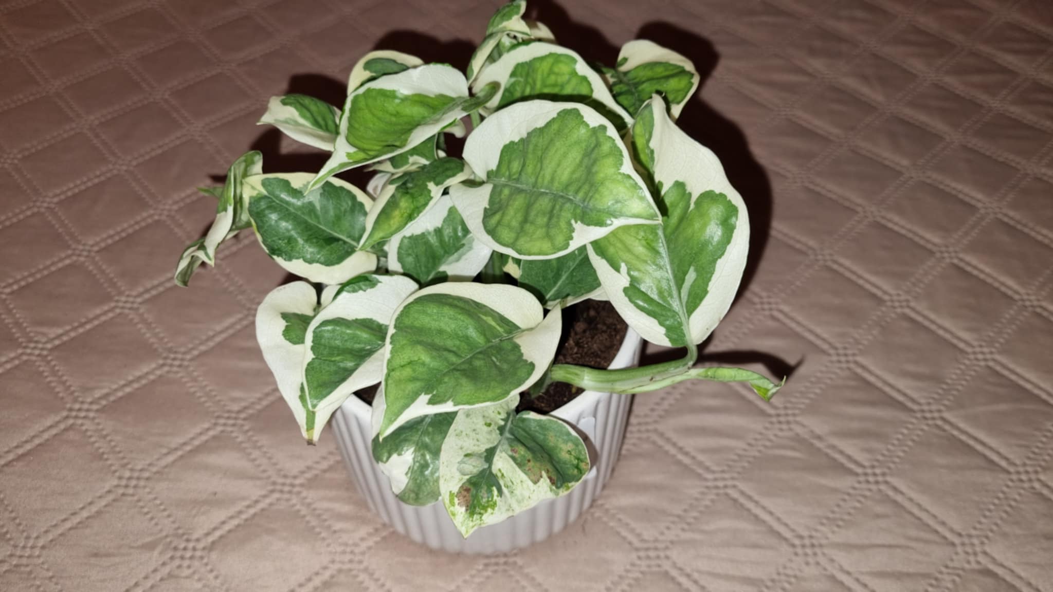 Pothos N'Joy