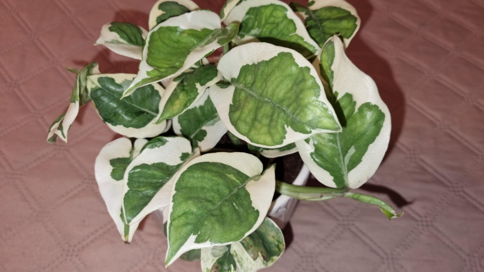 Pothos N'Joy