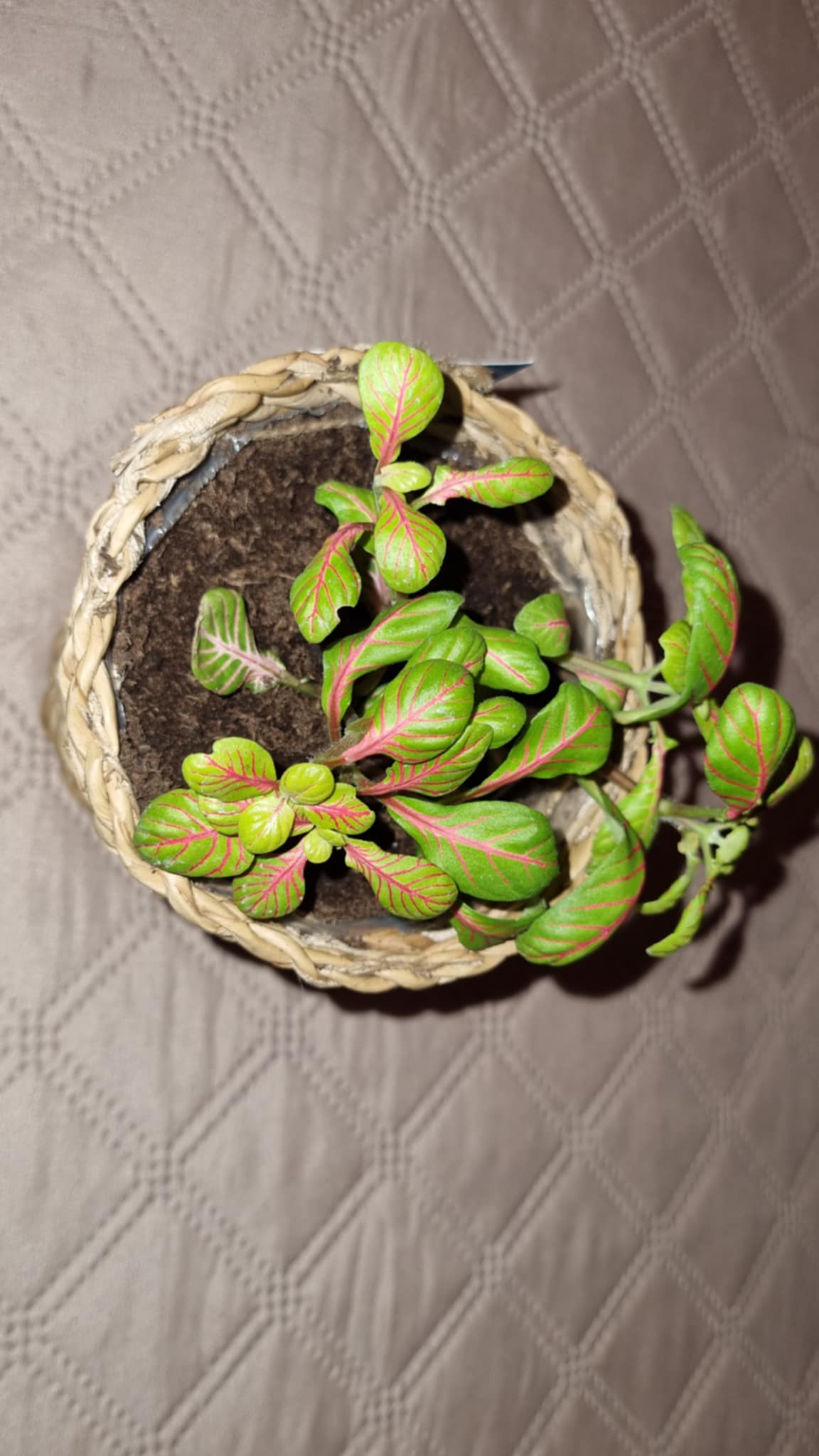 Nerve Plant