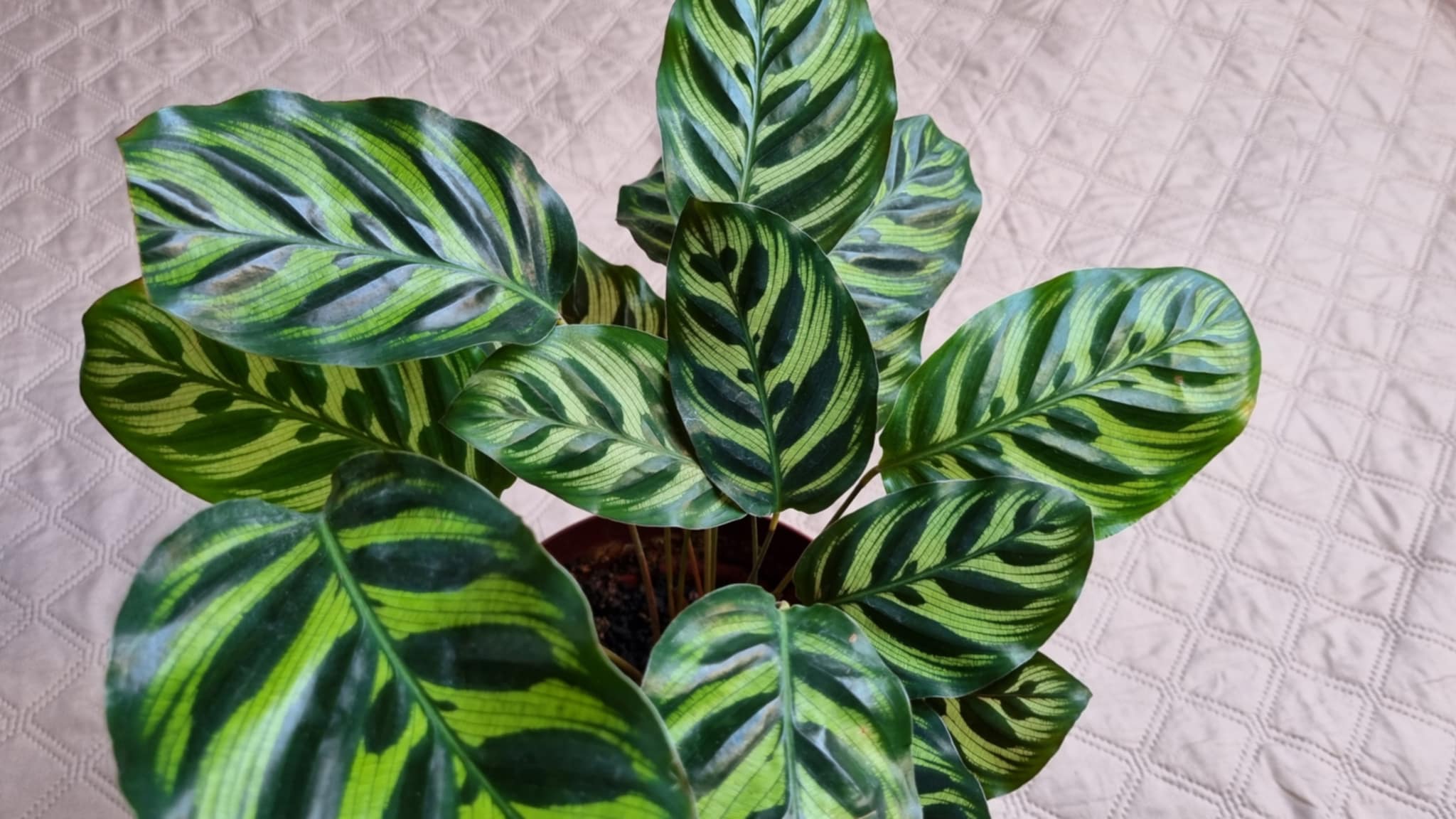 Peacock Plant