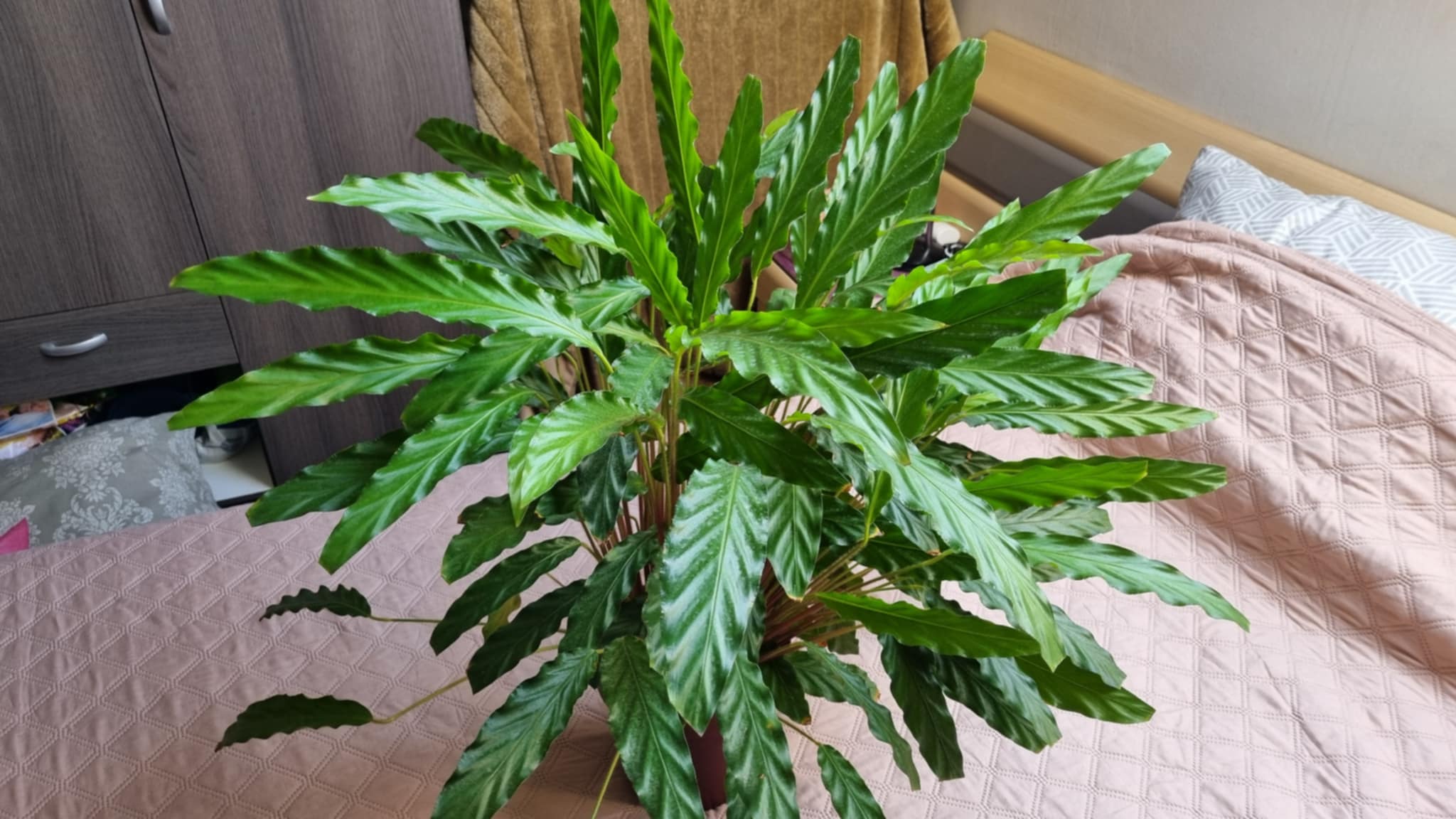 Furry Feather Calathea