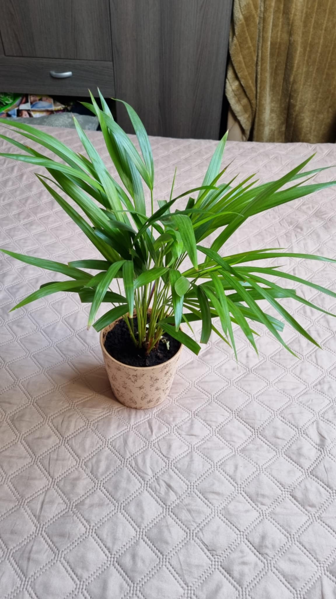 Kentia Palm
