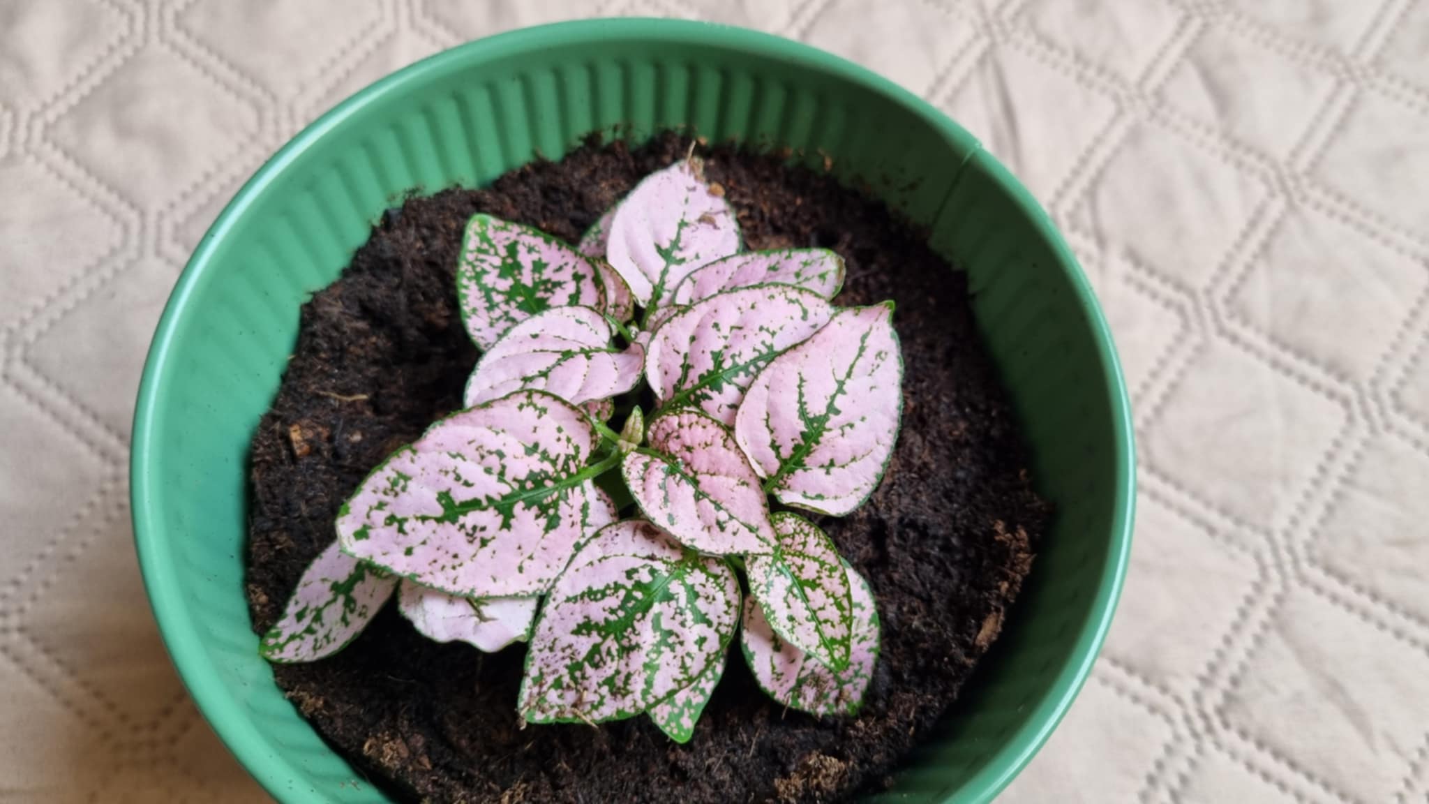 Polka Dot Plant